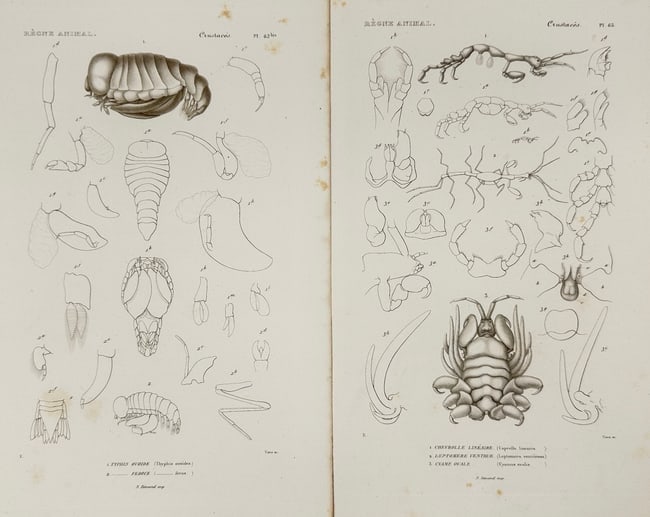 Nicolas Rémond – Set of 2 Plates from Georges Cuvier’s Le Règne Animal (1 of 3)