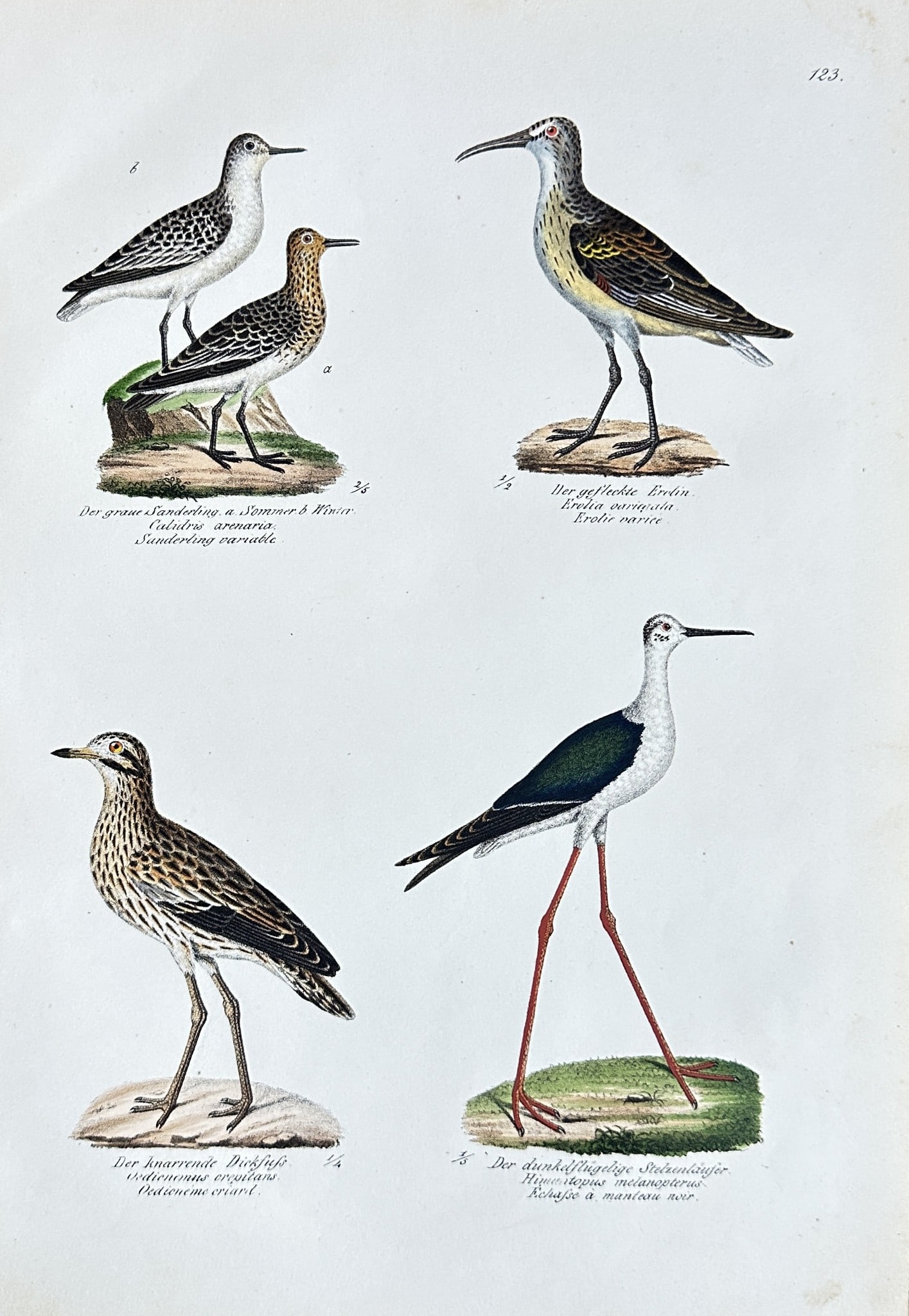 Carl Joseph Brodtmann (1787–1862) – Studies of Four Waders and Shorebirds (1 of 3)