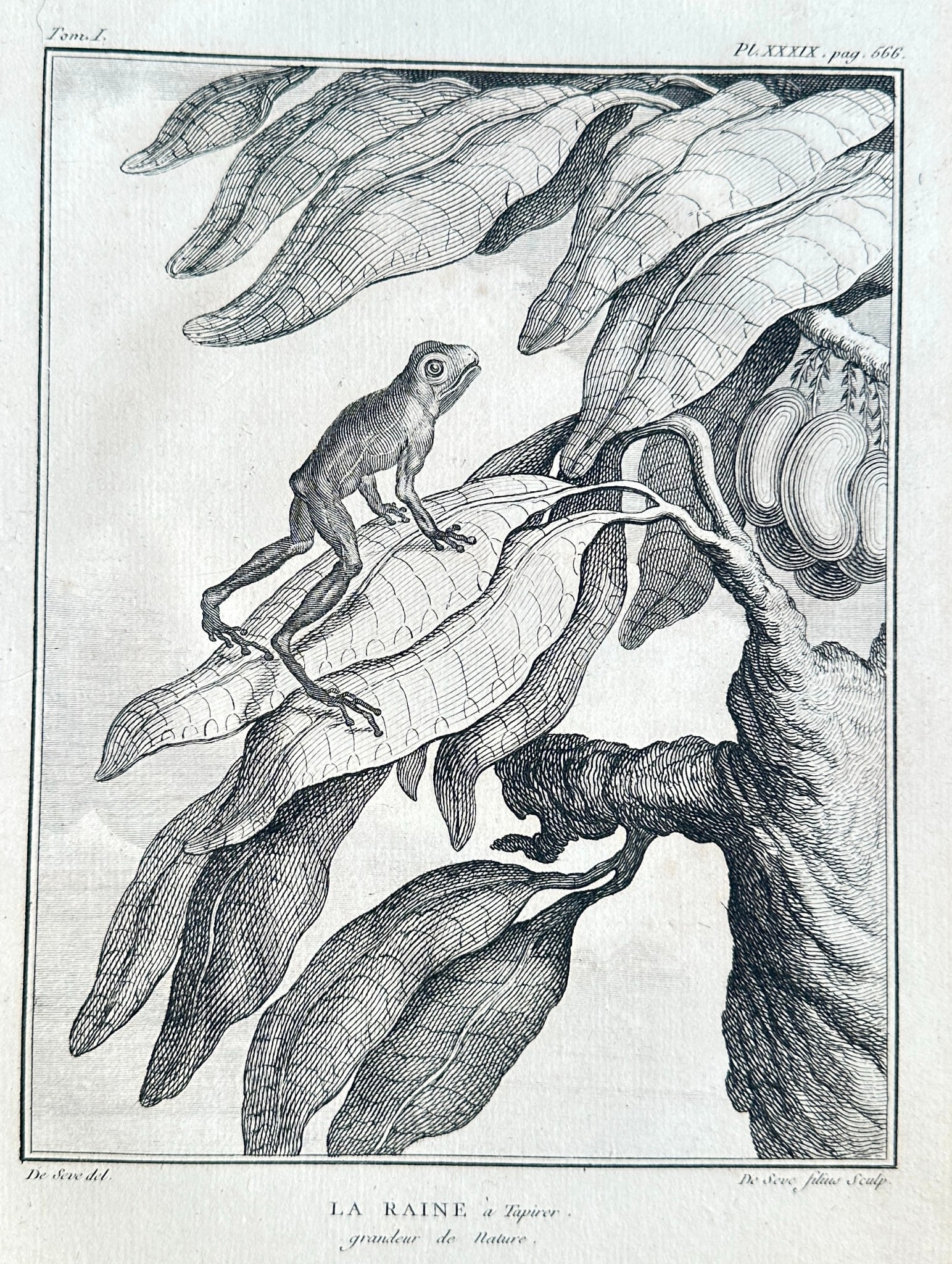Jacques Eustache de Sève – Frog (La Raine à Byparu) – Engraving (c. 1788): This detailed engraving by Jacques Eustache de Sève captures a naturalistic depiction of a frog, labeled "La Raine à Byparu" (The Byparu Frog), shown at its natural size. The composition features th