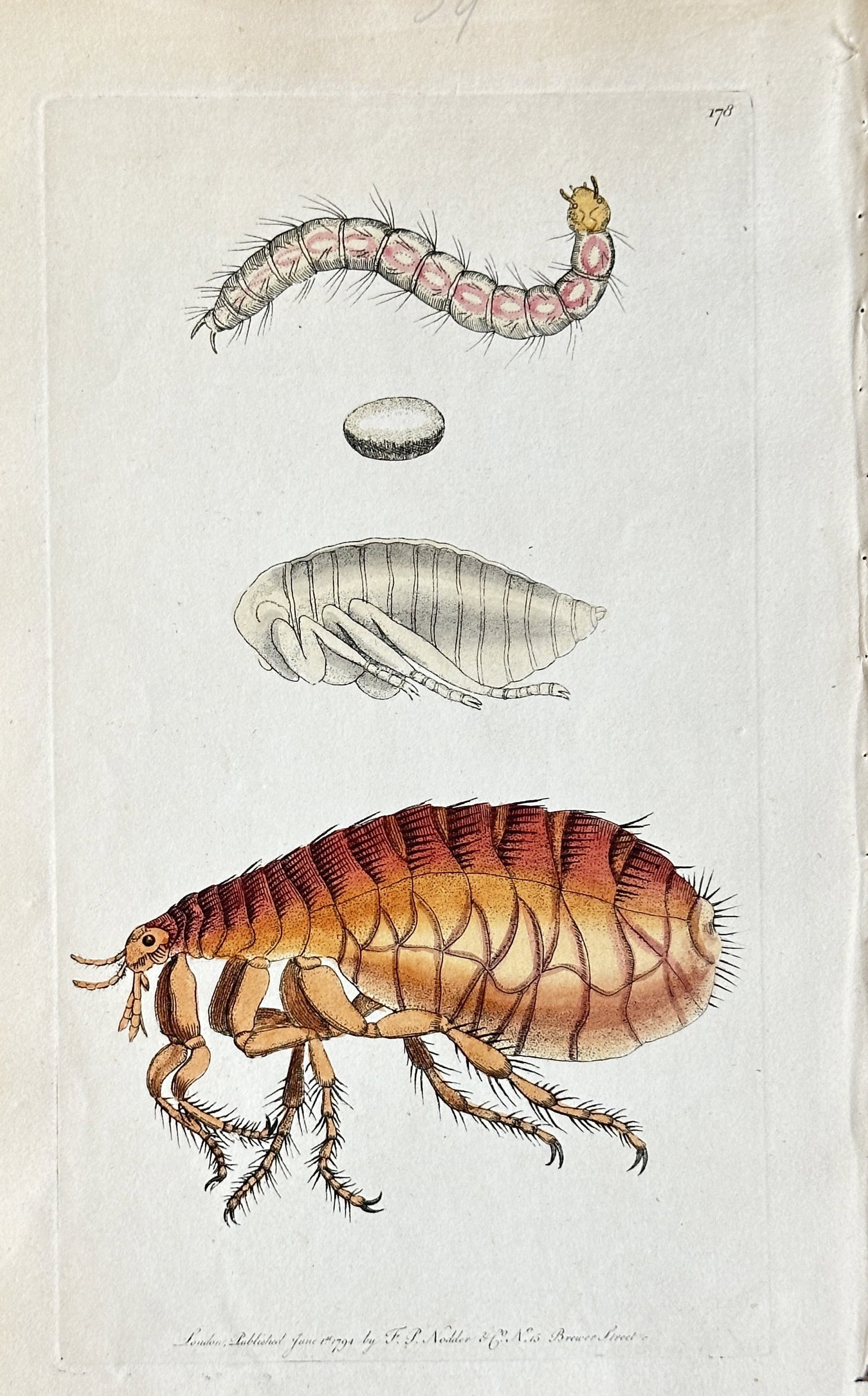Frederick Polydore Nodder (fl. 1770–1800) – The Life Cycle of a Flea – Hand-coloured Engraving (1 of 3)