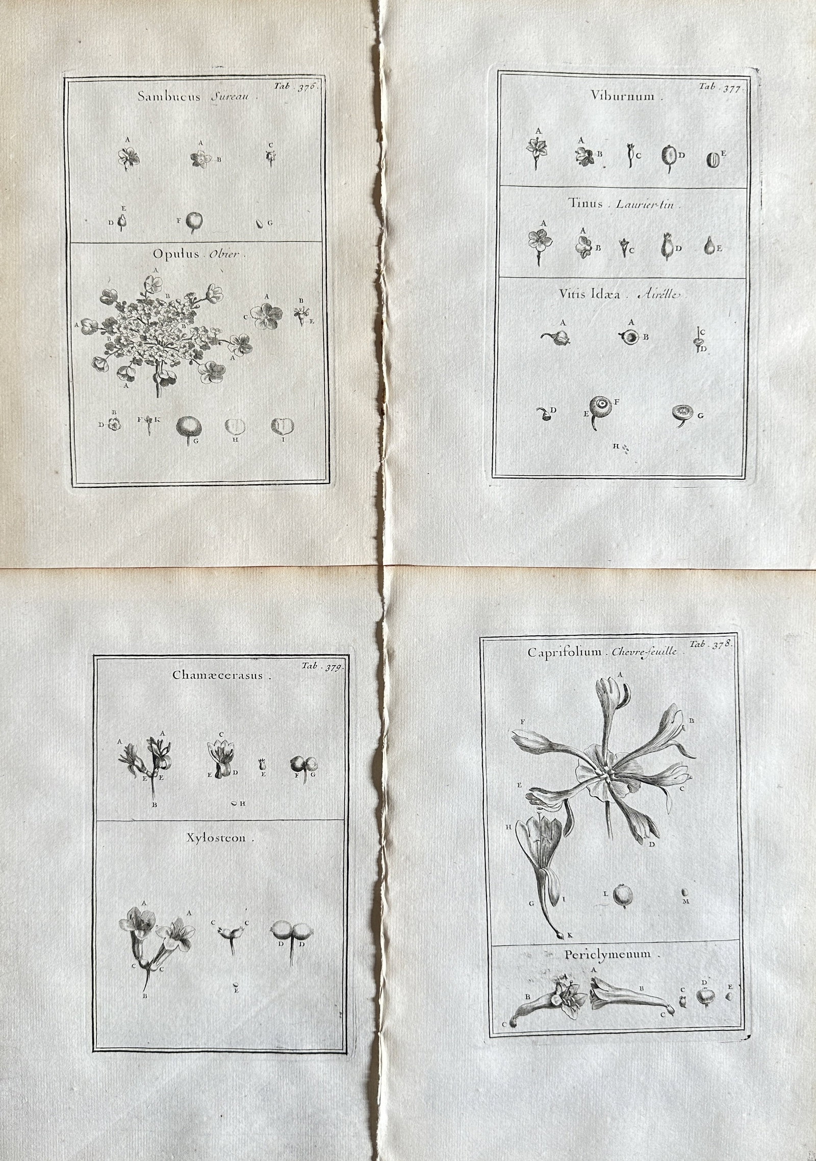 Joseph Pitton de Tournefort – Set of 4 Studies of Honeysuckle and Related Plants – Engraving (1 of 3)
