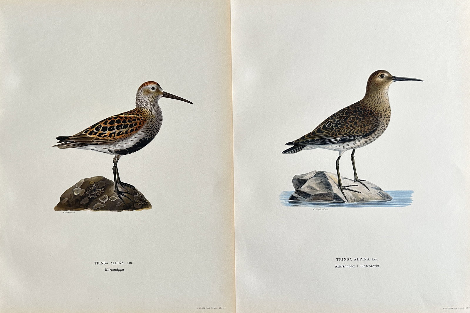 Magnus von Wright – Set of 2: Dunlin in Summer and Winter Plumage – Hand-coloured Lithograph: A set of two hand-coloured lithographs on a single sheet, illustrating a Dunlin in its distinct summer and winter plumages. The left print shows the bird in summer plumage, while the right depicts it 