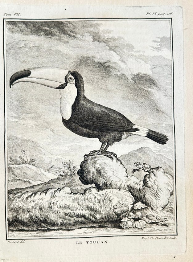 Georges Louis Leclerc, Comte de Buffon (1707–1788) – The Toucan – Engraving: This engraving is a detailed ornithological illustration of a toucan, titled "LE TOUCAN." The bird is depicted perched on a rock in a landscape with distant hills and palm trees. The print accurately