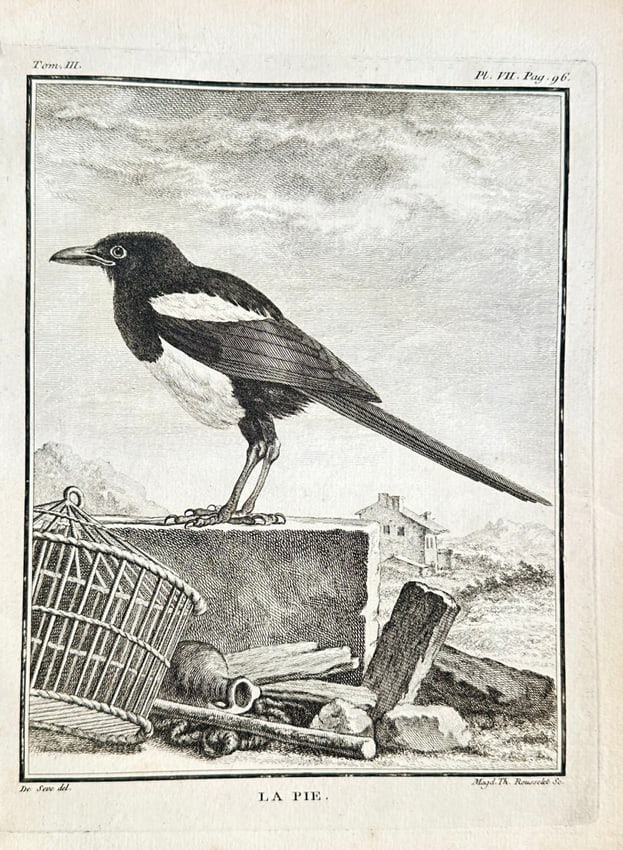 Georges Louis Leclerc, Comte de Buffon (1707–1788) – The Magpie – Engraving (c. 1775): This engraving is a detailed ornithological illustration of a magpie, titled "LA PIE." The bird is depicted standing on a stone wall, with a birdcage and other objects in the foreground. The backgroun