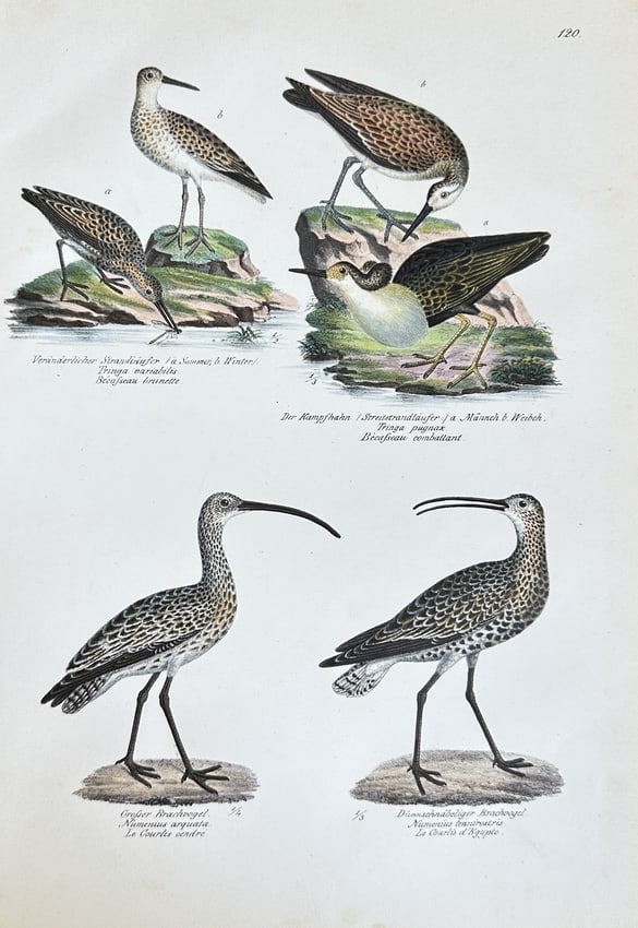 Carl Joseph Brodtmann – Various Wading Birds: Variable Sandpiper, Ruff (1 of 3)