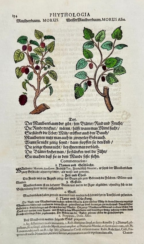 Johann Joachim Becher – Phytologia: Mulberry Tree (Morus) and White Mulberry: This hand-colored botanical woodcut presents two species of mulberry trees—Morus and Morus Alba—with delicately rendered leaves, fruit clusters, and branching structures. The illustration is accom