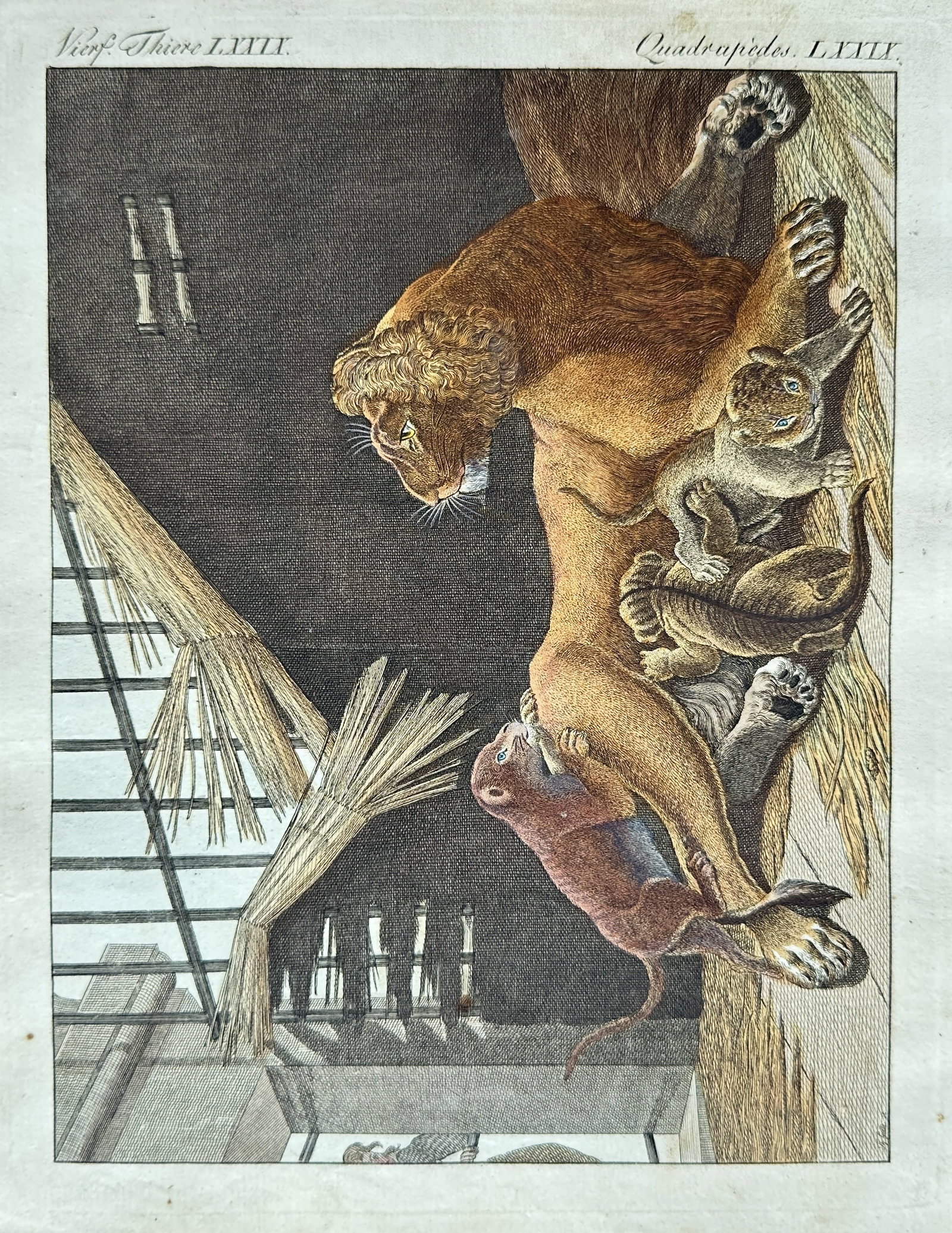 Friedrich Justin Bertuch (1747–1822) – Lioness with Cubs and Mongoose in Enclosure (1 of 3)