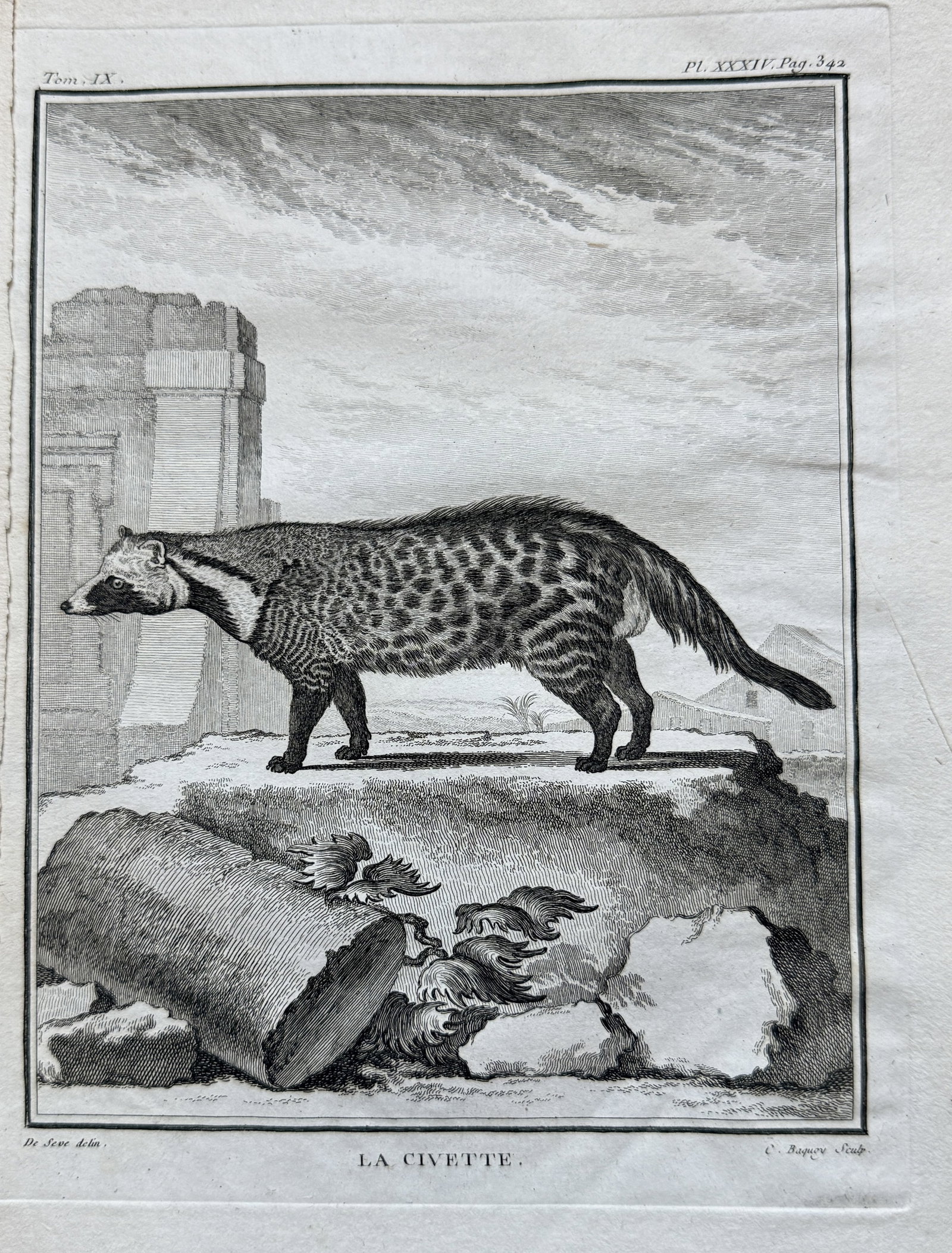 Georges-Louis Leclerc, Comte de Buffon (1707–1788) – The Civet – Engraving: This engraving depicts "LA CIVETTE" (The Civet), a spotted civet species shown in profile, standing on a rocky outcrop with ancient architectural ruins in the background under a cloudy sky. The animal