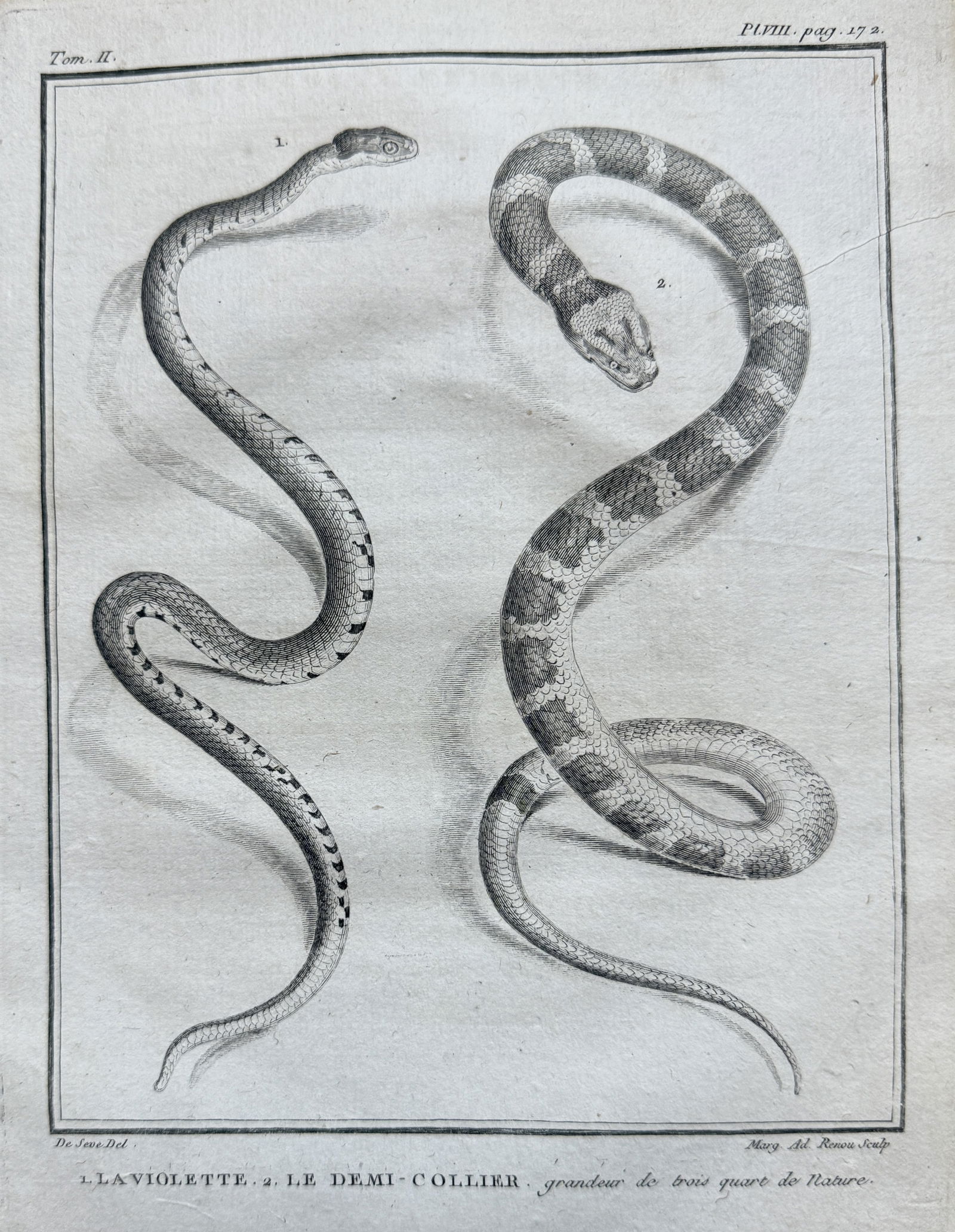 Georges-Louis Leclerc, Comte de Buffon (1707–1788) – The Violet Snake & The Half (1 of 2)