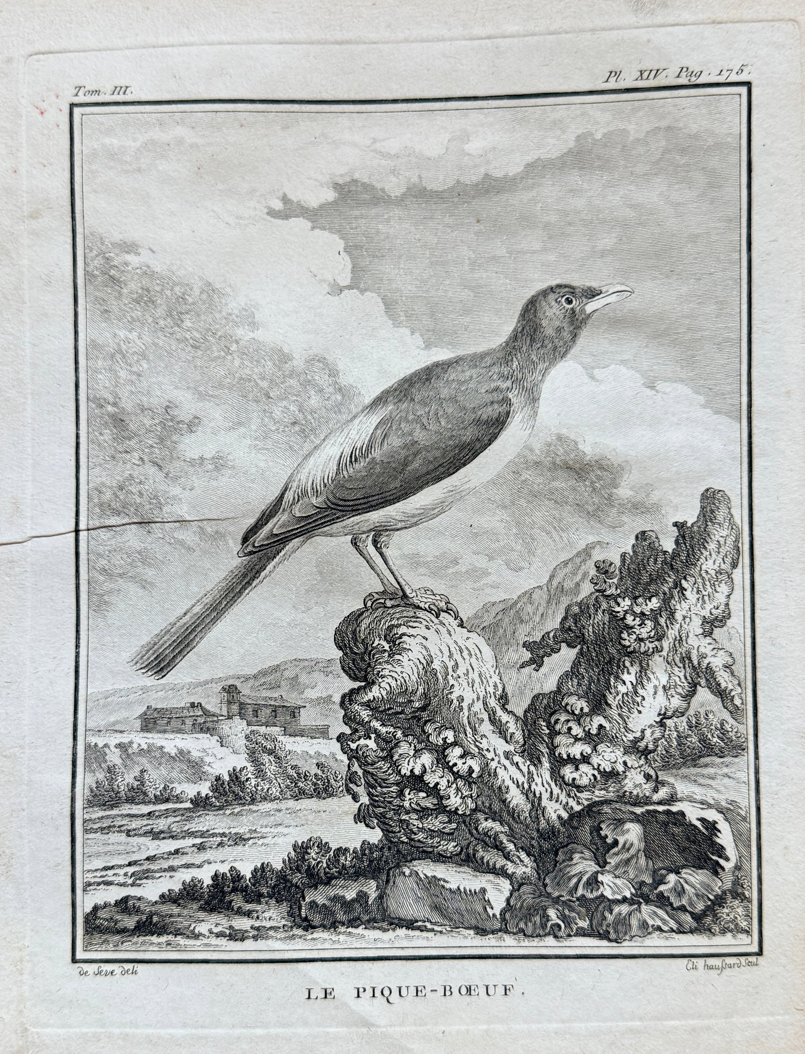 Georges-Louis Leclerc, Comte de Buffon (1707–1788) – Le Pique-Boeuf (The Oxpecker): This detailed 18th-century engraving depicts "LE PIQUE-BOEUF." (The Oxpecker), a bird known for perching on large mammals to feed on parasites, here shown on a branch or rock in a natural landscape. T