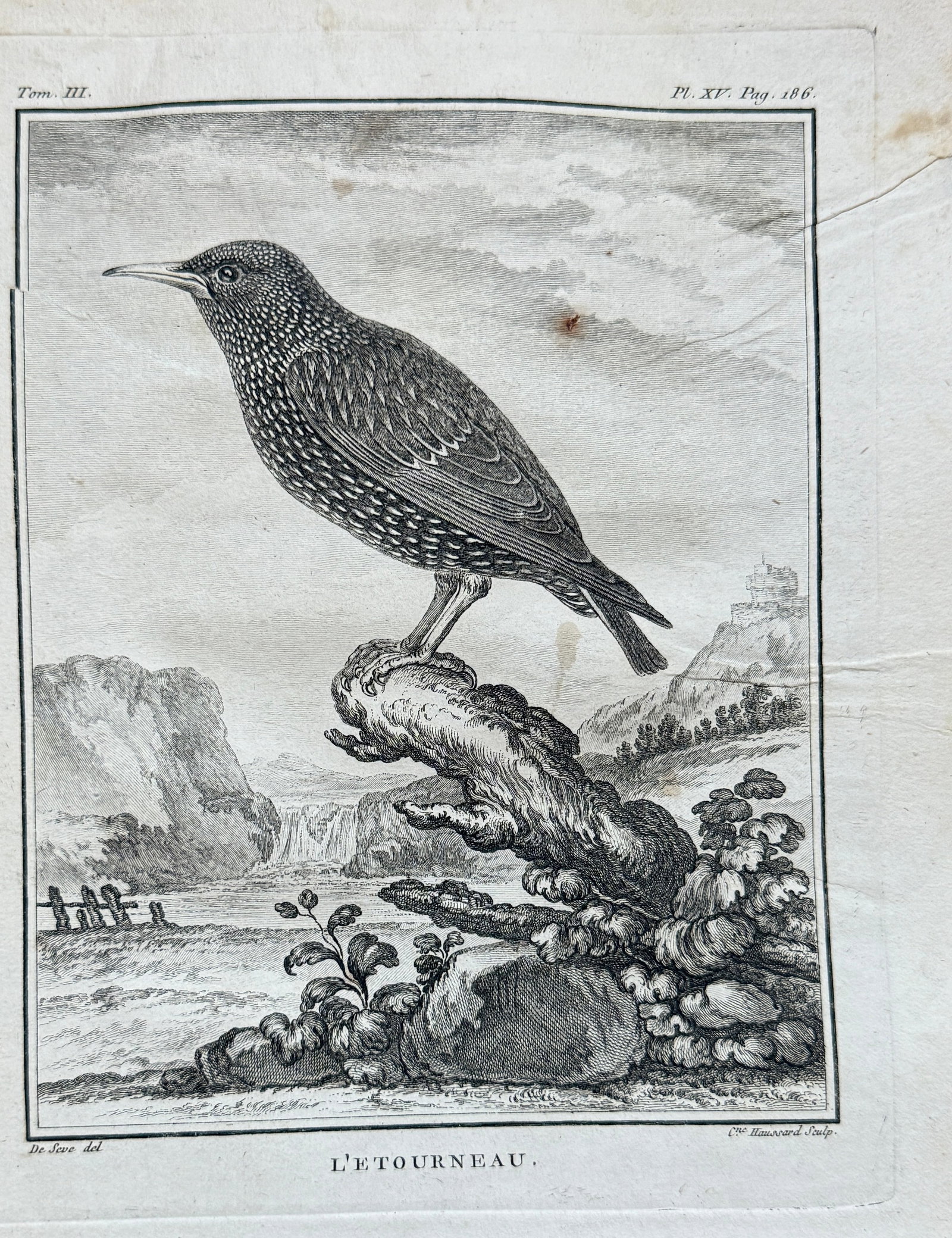 Georges-Louis Leclerc, Comte de Buffon (1707–1788) – L'Etourneau (The Starling): This detailed 18th-century engraving depicts "L'ÉTOURNEAU." (The Starling), a passerine bird perched on a branch in a natural landscape. The bird is illustrated with scientific precision, showcasing