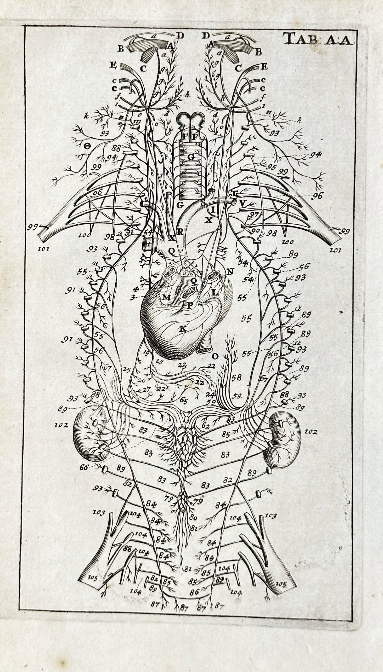 Steven Blankaart (1650–1702) – Anatomical Diagram of the Circulatory and Nervous System –: A detailed anatomical engraving featuring a diagram of the human heart, with the circulatory and nervous systems of the upper body meticulously labeled for scientific study. The print originates from 