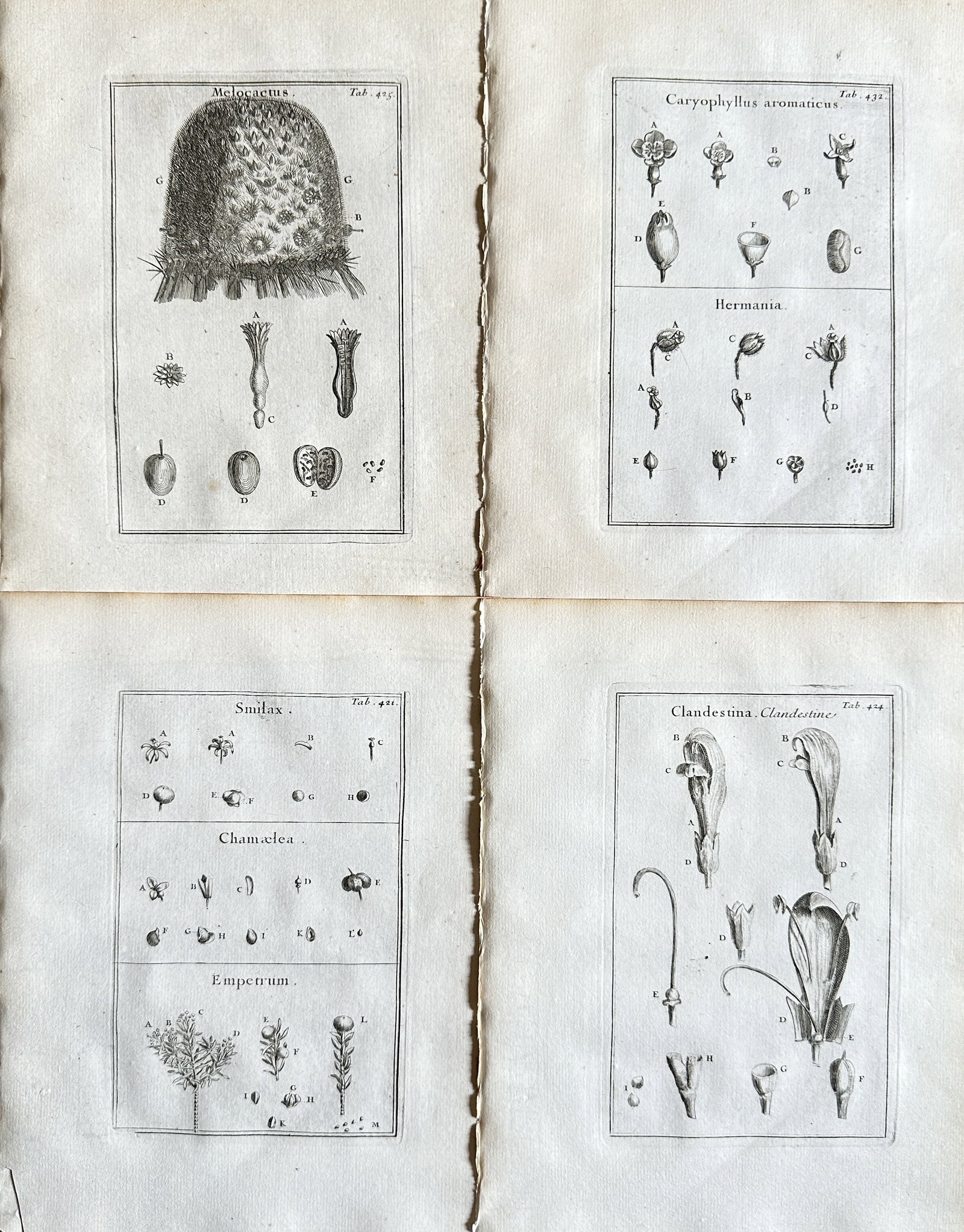 Joseph Pitton de Tournefort – Set of 4 Botanical Studies of Cactus, Vines, and Flowering Plants (1 of 2)