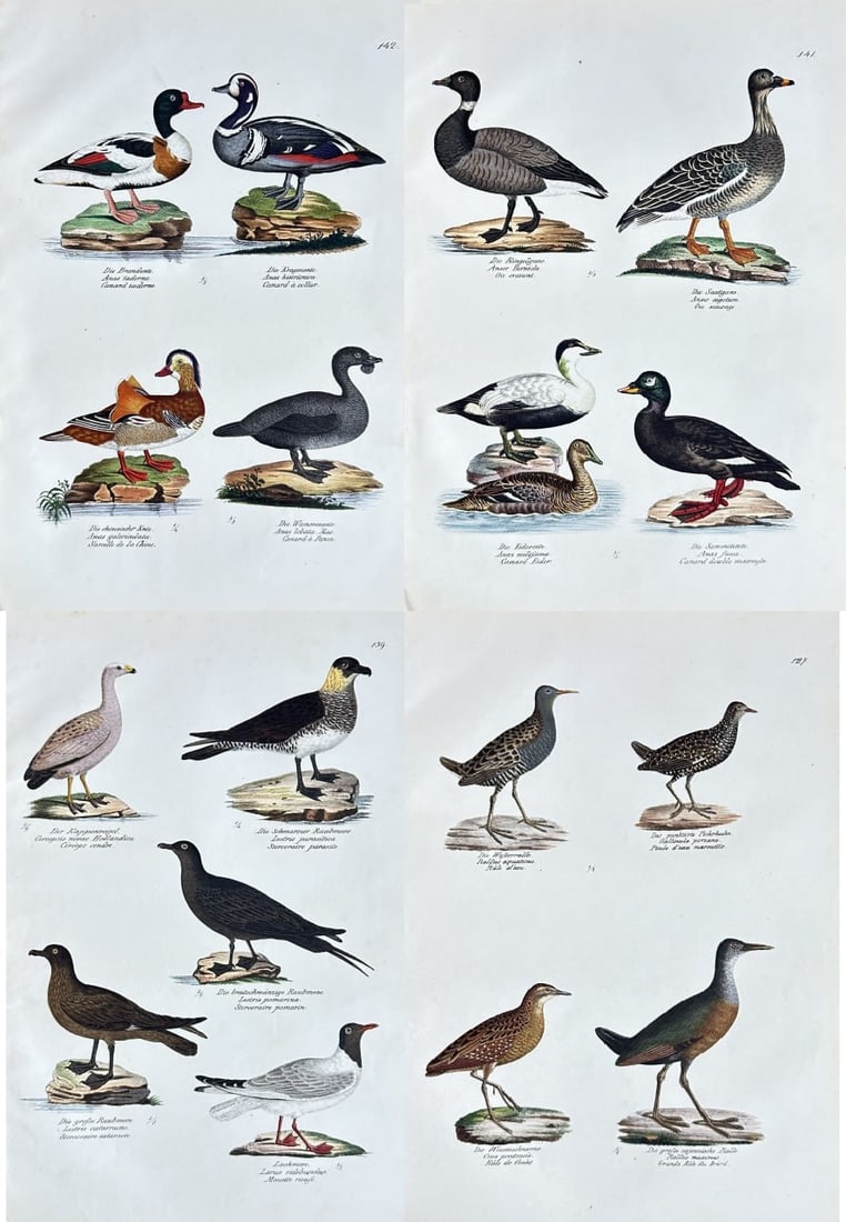 Carl Joseph Brodtmann – Set of 4 Lithographs of Ducks, Waterfowl, and Crakes (1 of 5)
