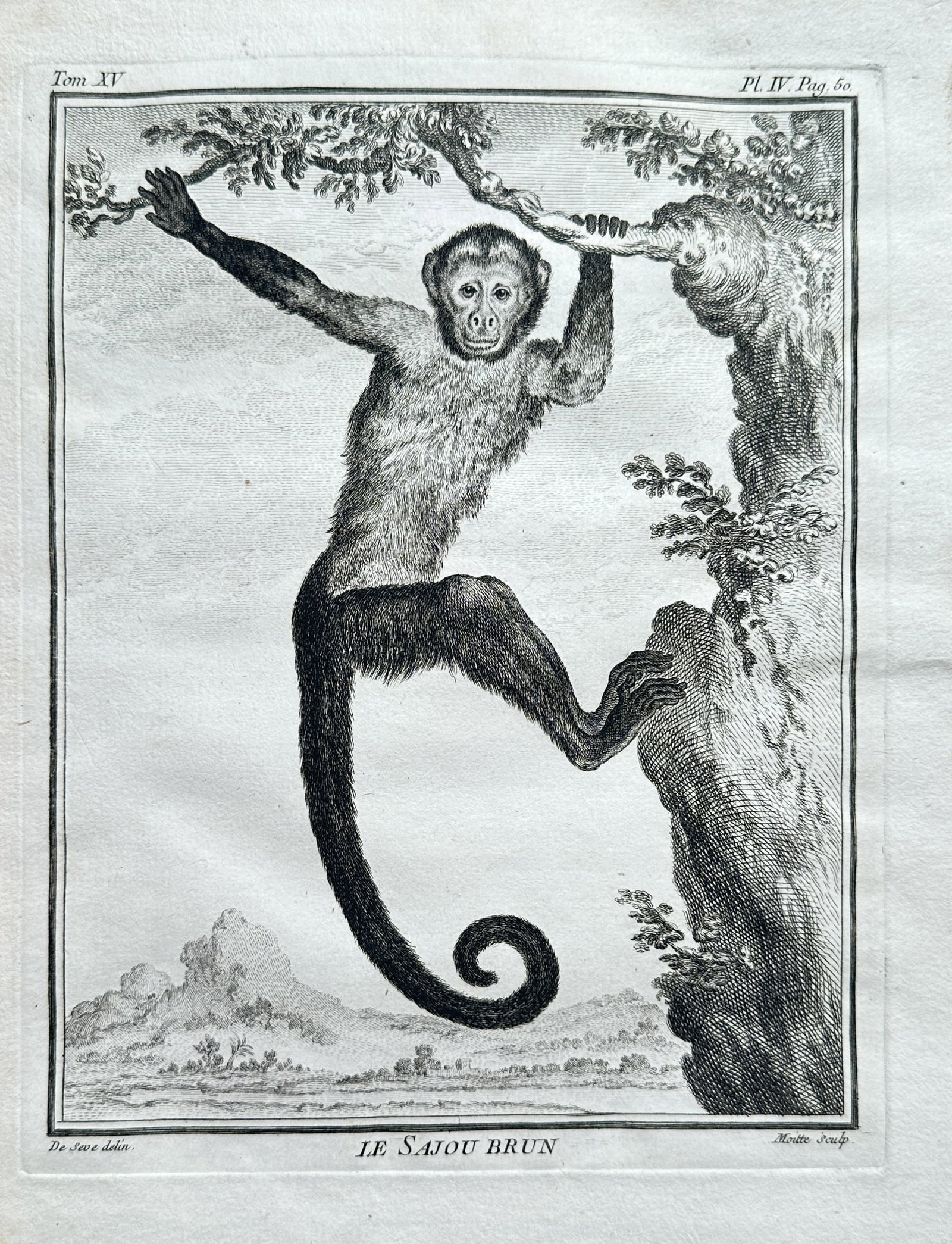 Georges Louis Leclerc, Comte de Buffon – Le Sajou Brun (The Brown Saijou / Tufted Capuchin) (1 of 3)