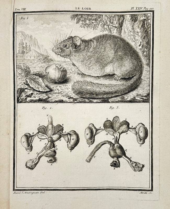 Georges Louis Leclerc, Comte de Buffon – Le Loir (The Dormouse) – Engraving: This detailed 18th-century engraving features a dormouse in its natural habitat, accompanied by anatomical diagrams of its reproductive organs. Designed by Bureau (known as "l'Ameriquan") and engraved