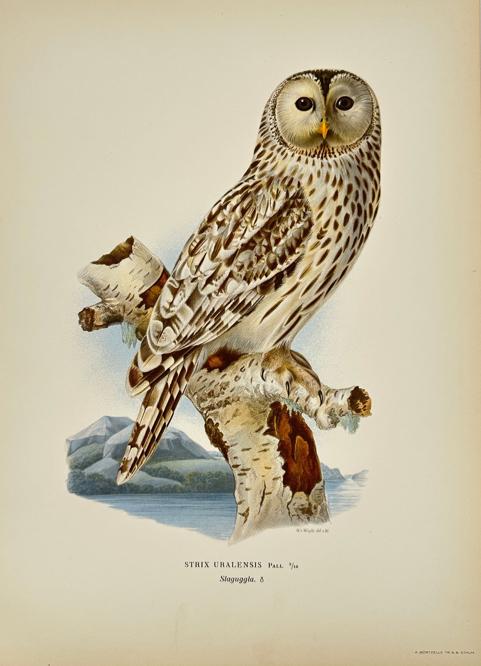 Magnus von Wright – Ural Owl (Strix uralensis) – Chromolithograph from Svenska Fåglar (1 of 3)