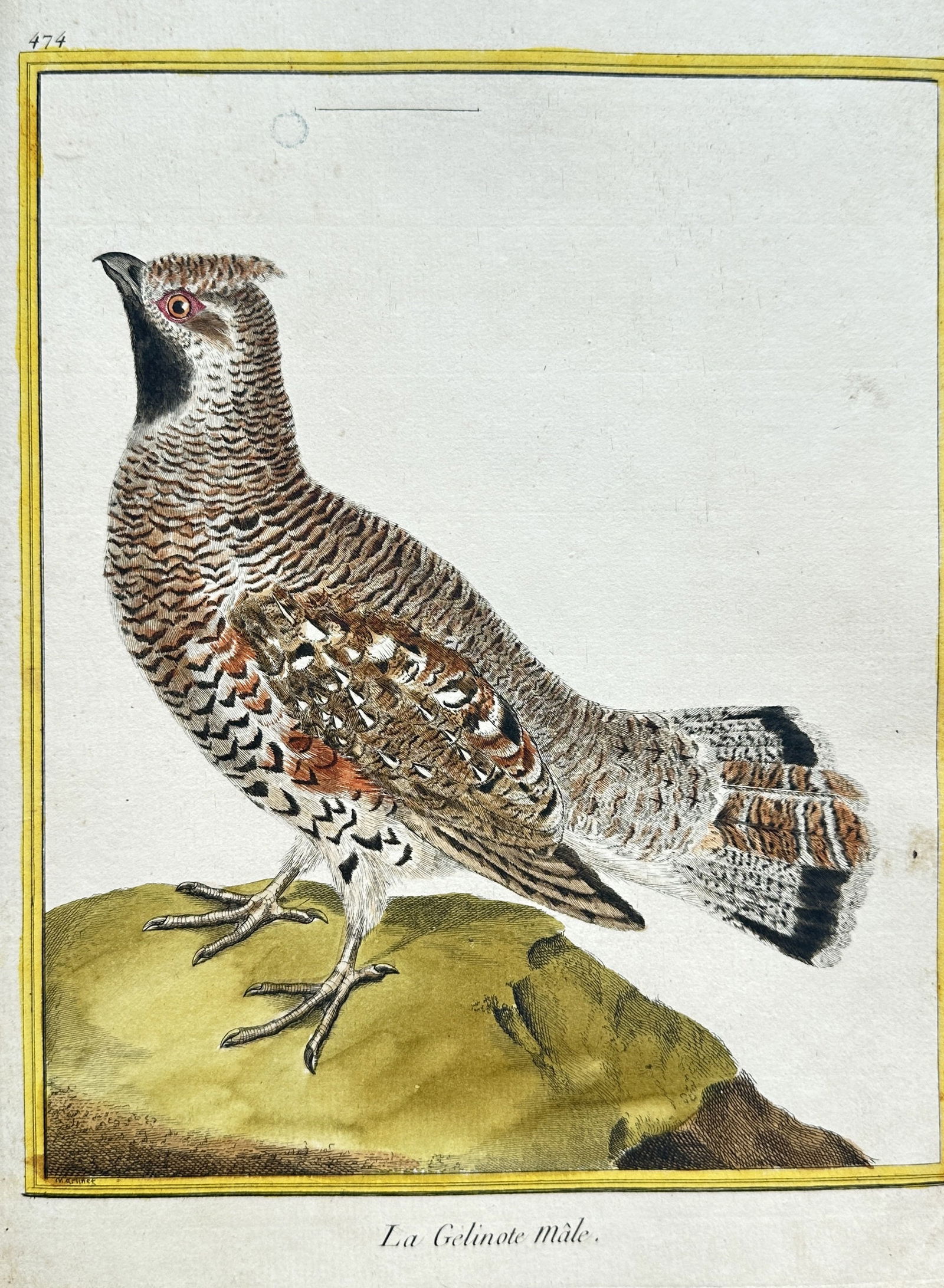 François Nicolas Martinet  – La Gelinote Mâle (The Male Hazel Grouse) – Hand-colored Engraving (1 of 3)