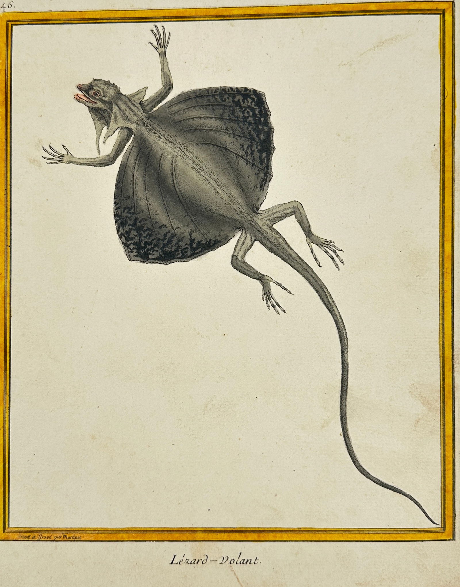 François Martinet (fl. 1760–1800) – Flying Lizard – Original Hand-Colored Engraving – 1780 (1 of 3)