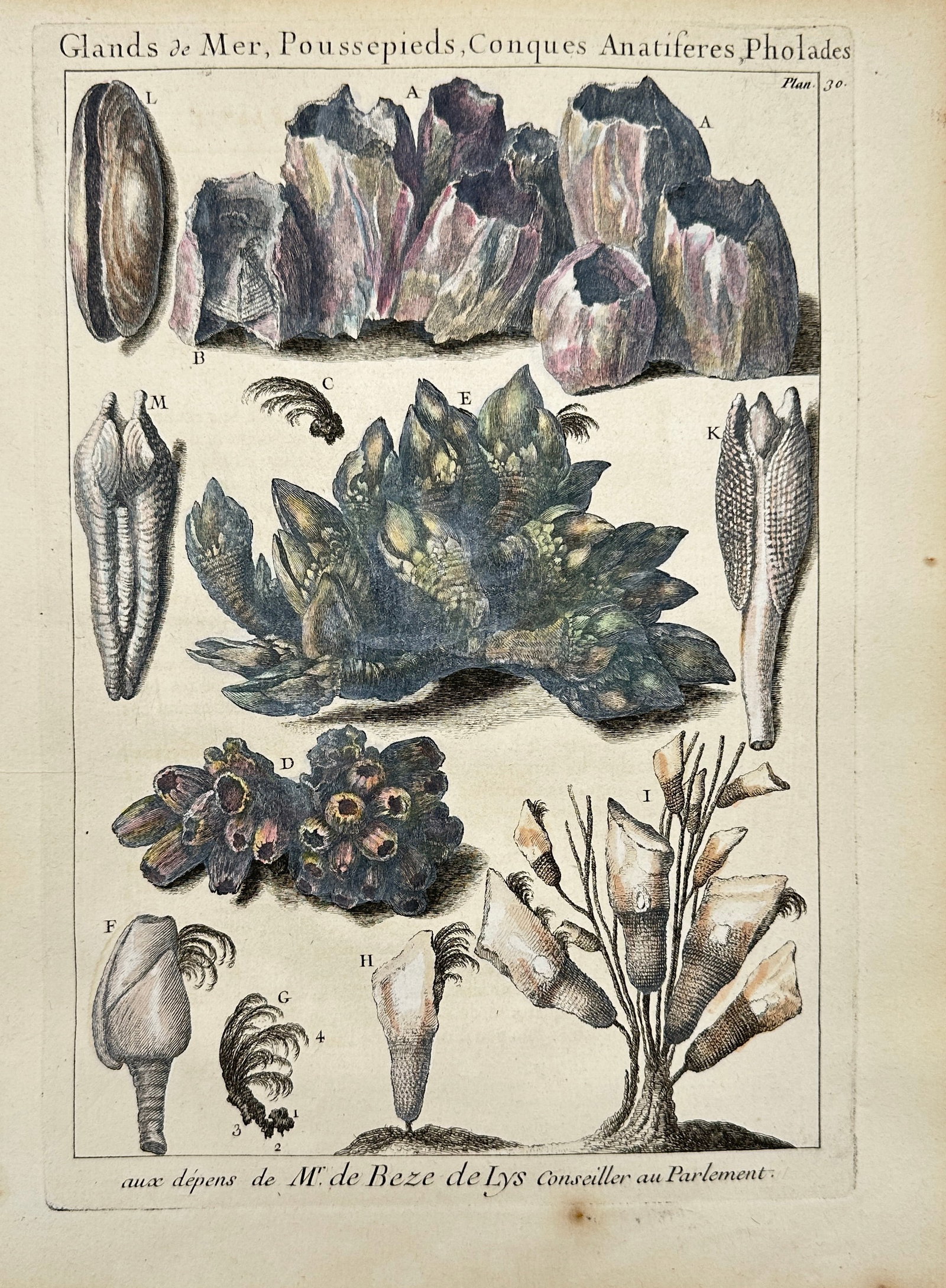 Pierre-Quentin Chedel after François Boucher - Glands de Mer, Poussepieds, Conques Anatifères,: This original hand-coloured engraving presents a detailed natural history plate depicting marine barnacles, shellfish, and anatomical studies of sea life, including poussepieds, pholades, and glands d
