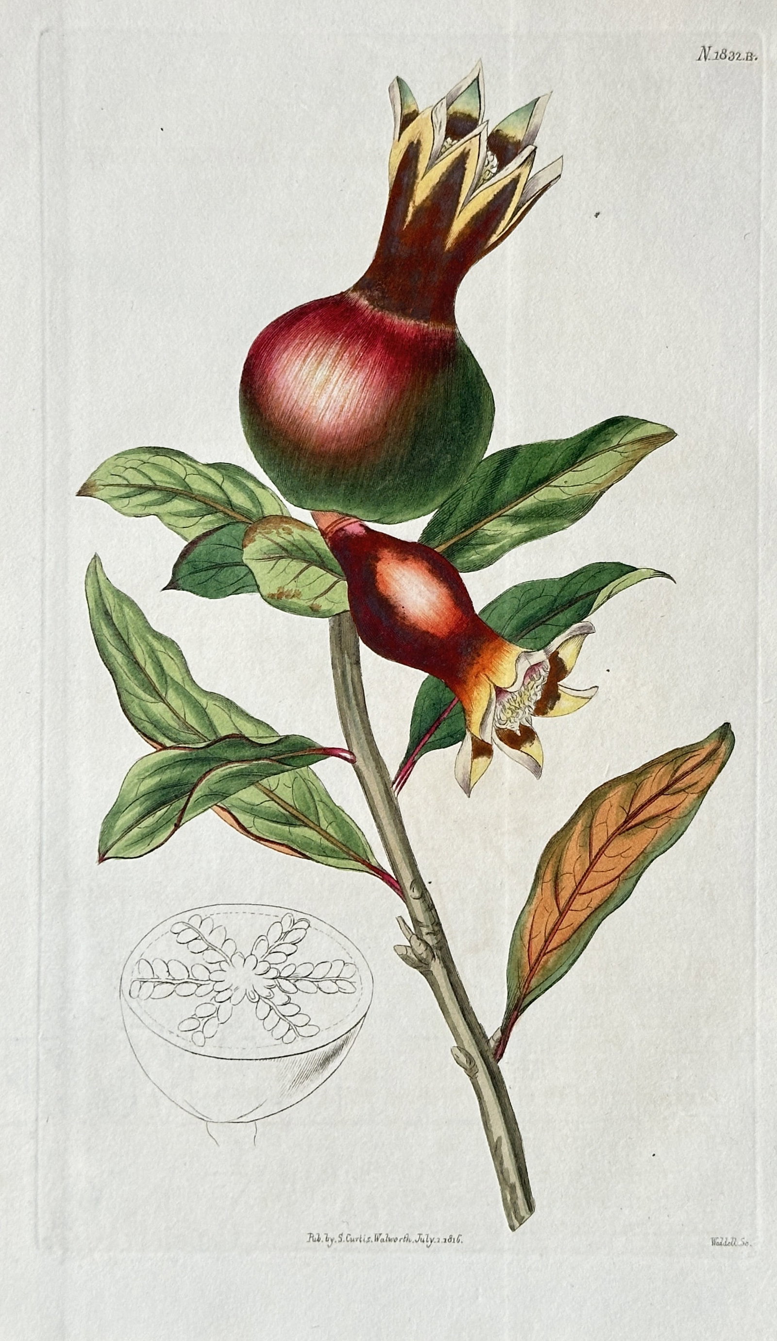 Sydenham Edwards (1768–1819) – Pomegranate (Punica granatum) – Hand-coloured engraving (1810) (1 of 3)