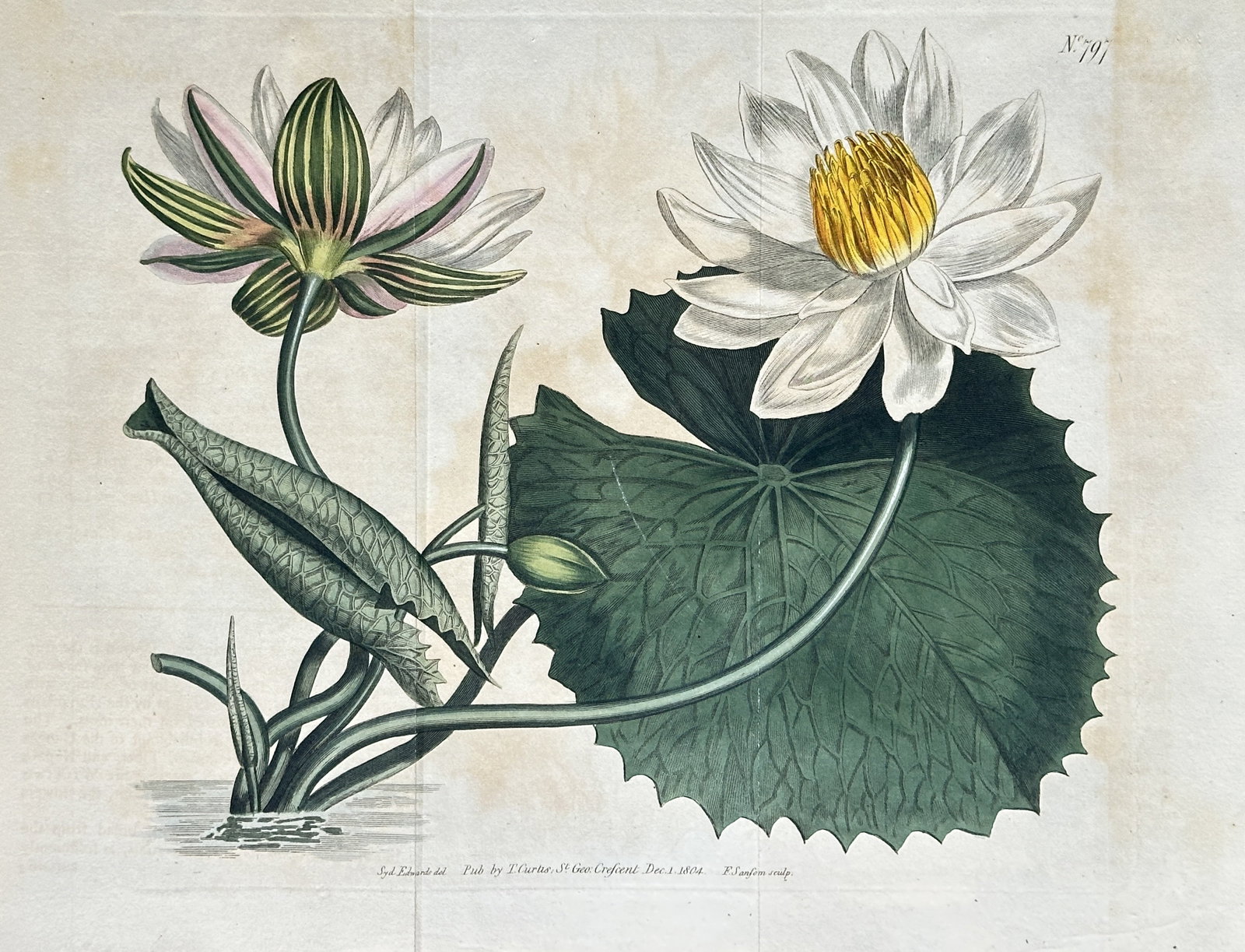 Sydenham Edwards (1768–1819) – Water Lily (Nymphaea pubescens) – Hand-coloured engraving (1 of 3)