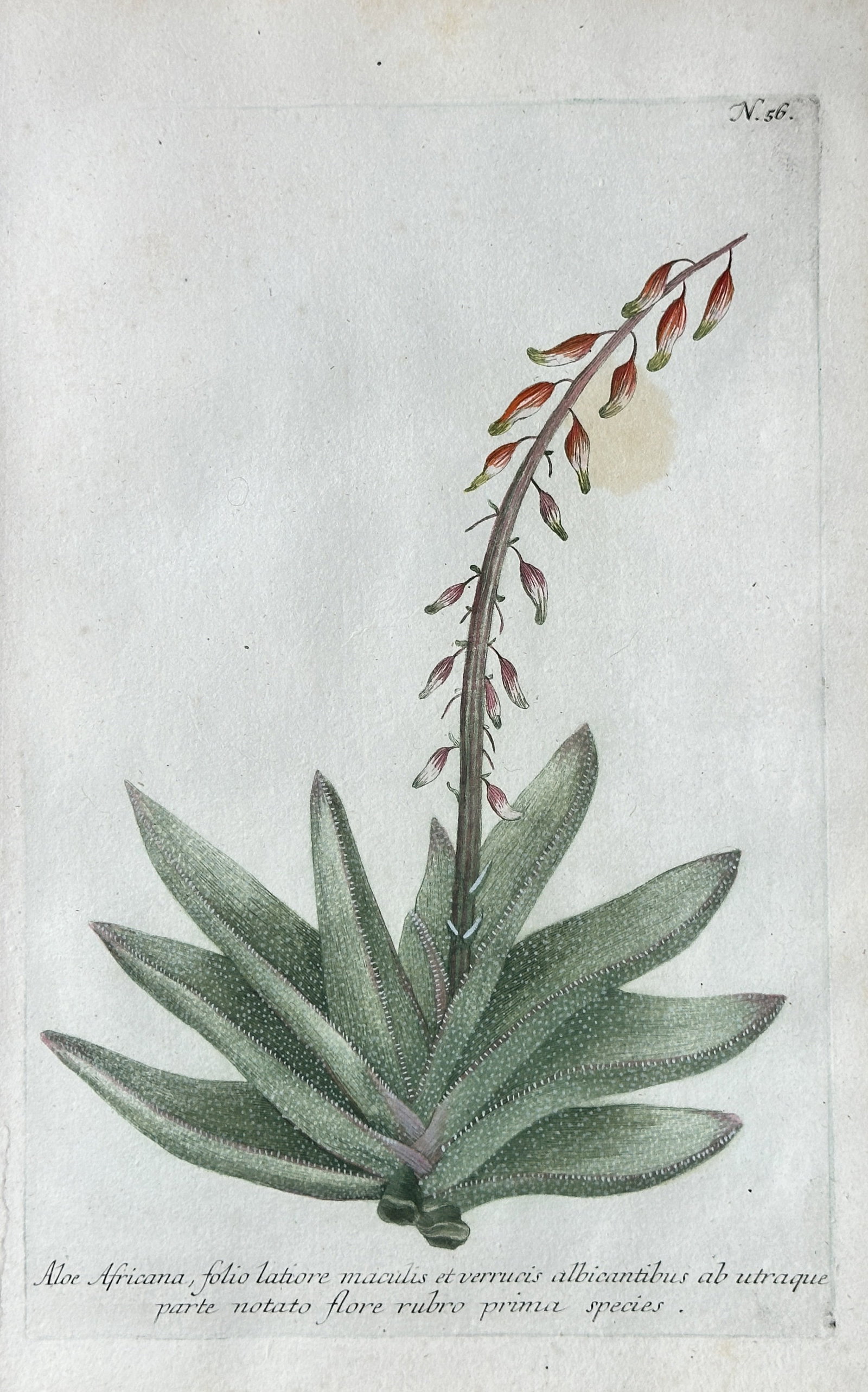 Johann Wilhelm Weinmann (1683–1741) – African Aloe (Aloe africana) – Hand-coloured engraving (1 of 3)