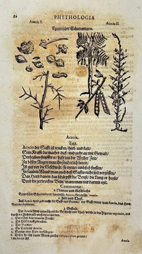 Tabernaemontanus – Acacia I & II – Woodcut Botanical Leaf from Neuw Kreuterbuch (1 of 3)