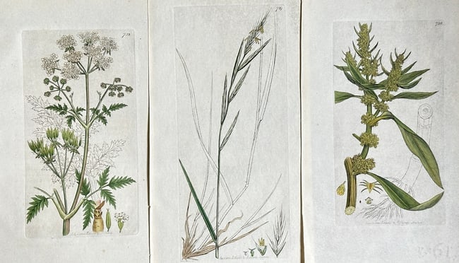 James Sowerby–Set of 3:Studies from English Botany: Common Chervil, Rye Brome-grass: This set features three exquisite hand-coloured engravings by James Sowerby, all originating from his seminal publication, "English Botany," a monumental work developed in collaboration with botanist 