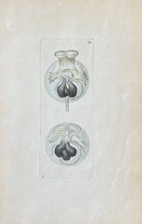 Frederick P. Nodder – Microscopic Organisms: Circular Vorticella – Hand-coloured Engraving (1 of 3)