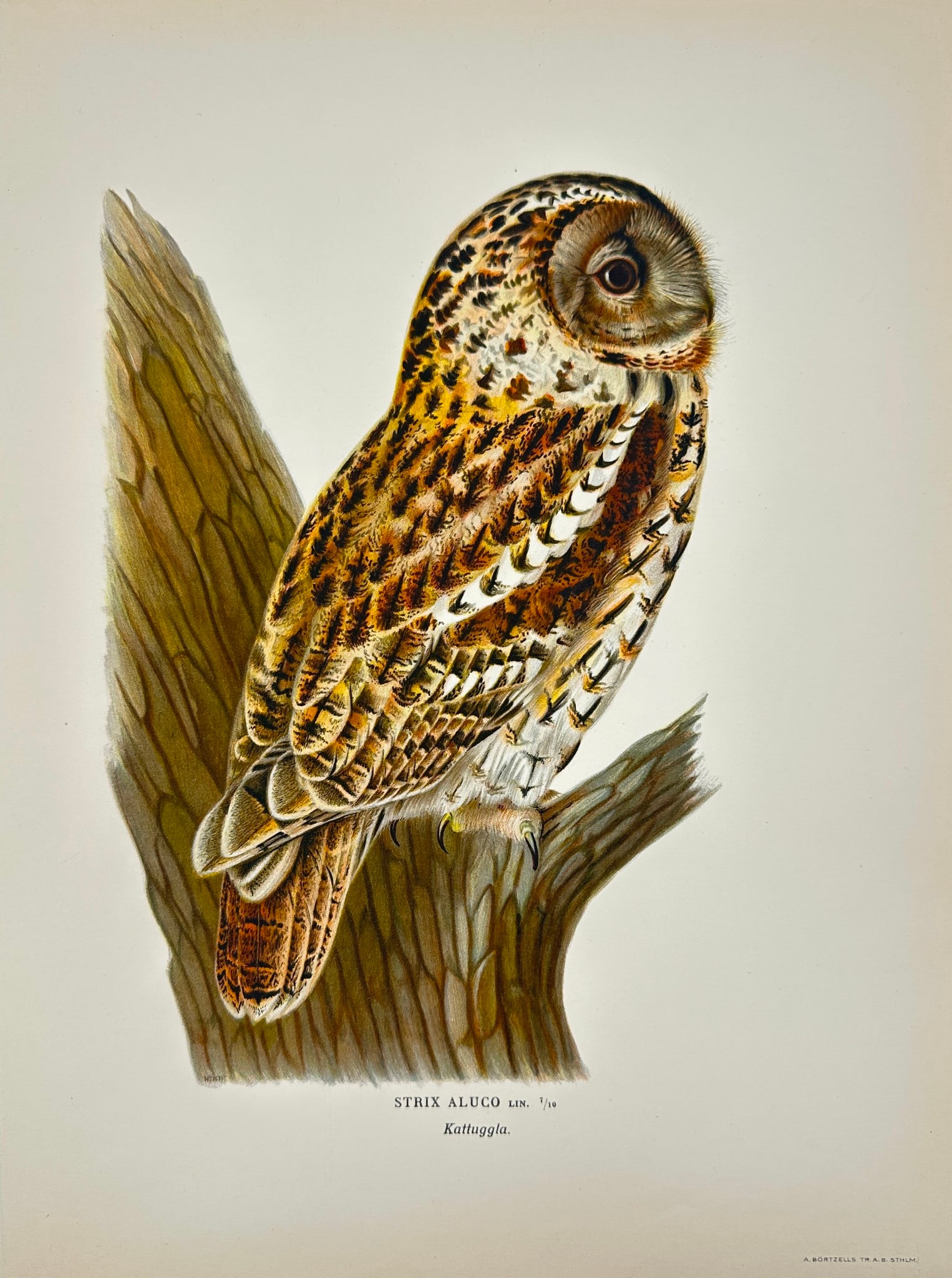 Magnus von Wright (1805–1868) – Tawny Owl (Strix Aluco) – Chromolithograph (1920) (1 of 3)