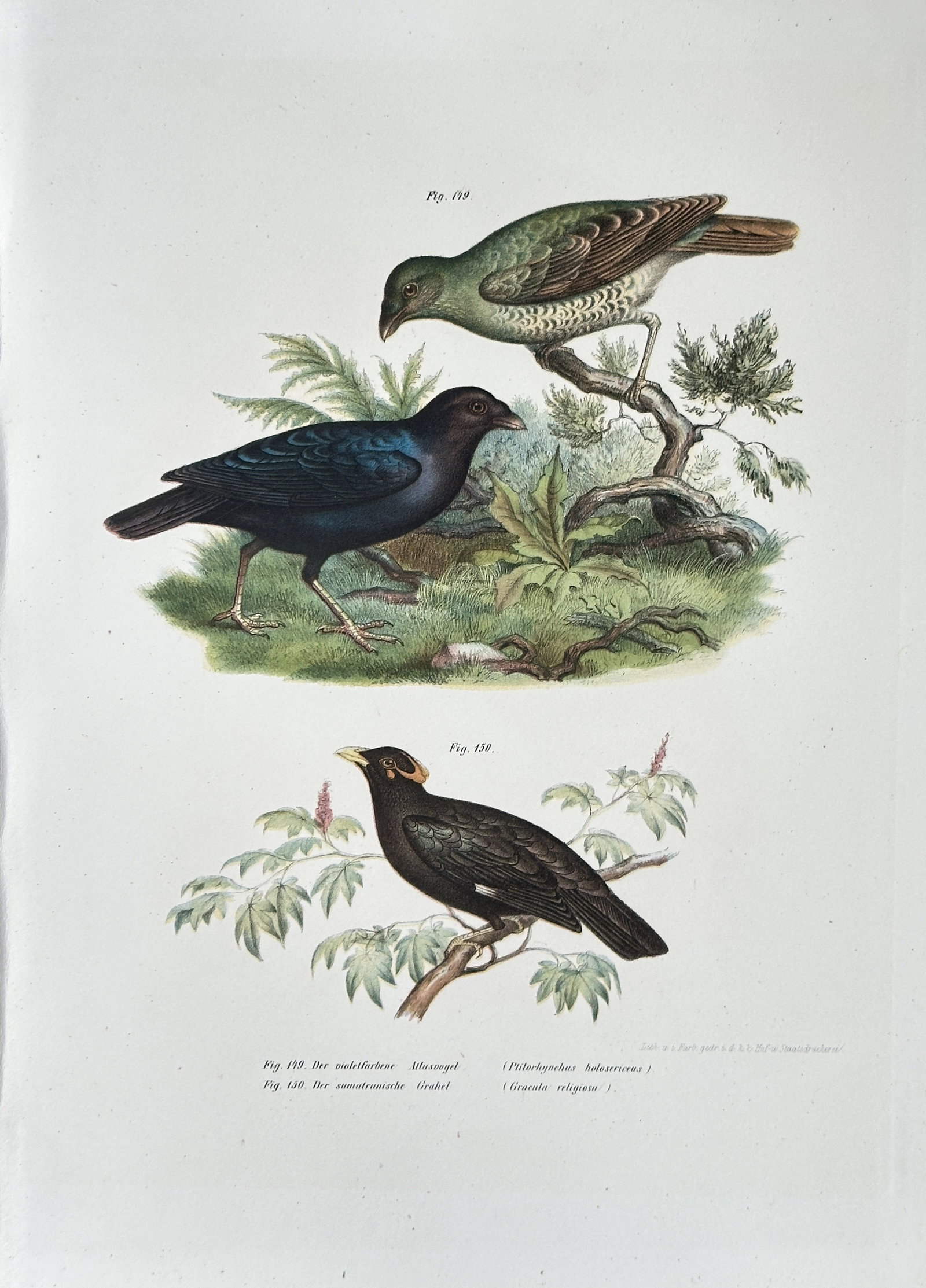 Leopold Joseph Fitzinger (1802–1884) – Studies of Glossy Starlings and Other Birds (1 of 3)