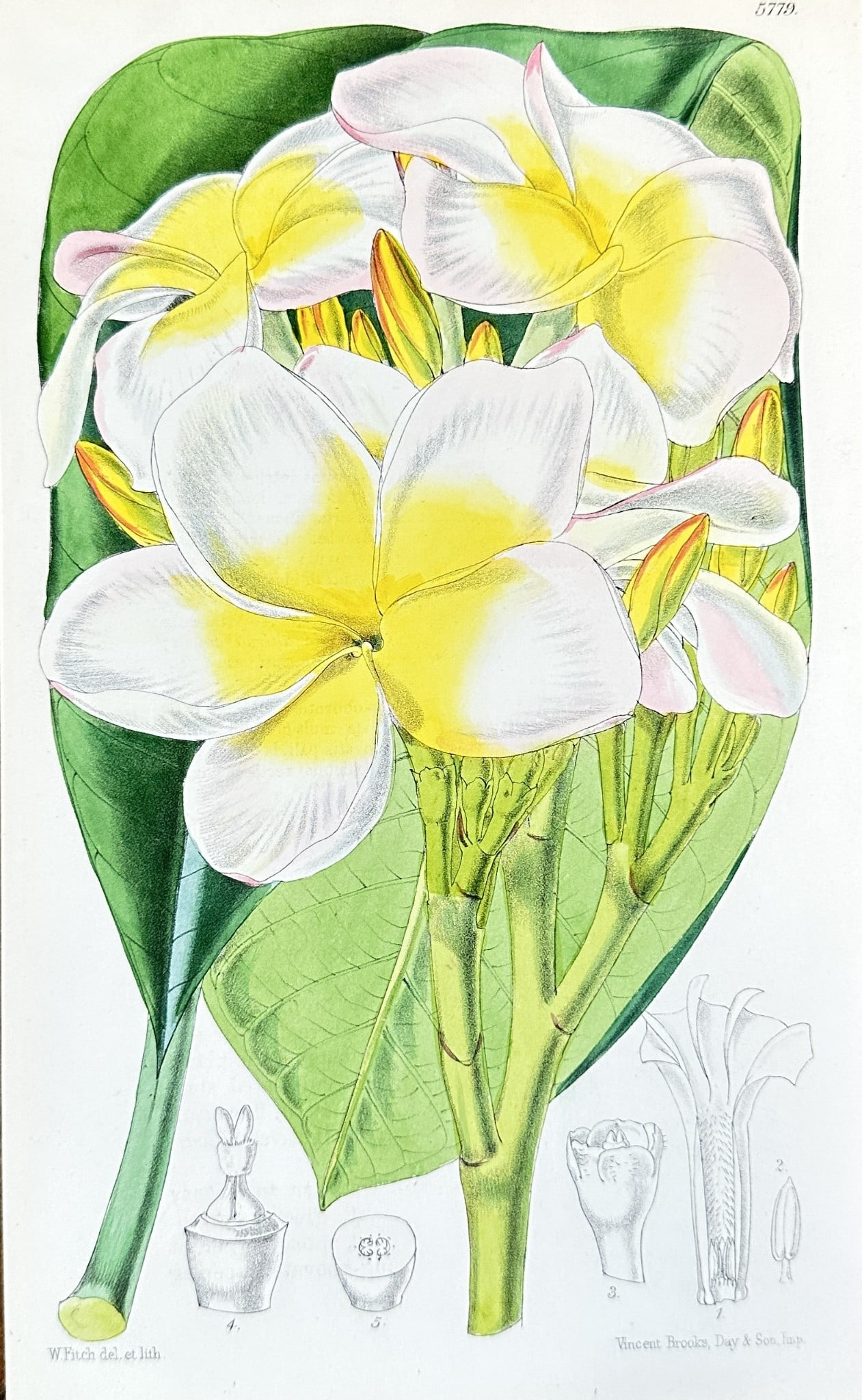 Walter Hood Fitch – Plumeria (Frangipani) Flowers – Hand-colored Lithograph (1 of 3)