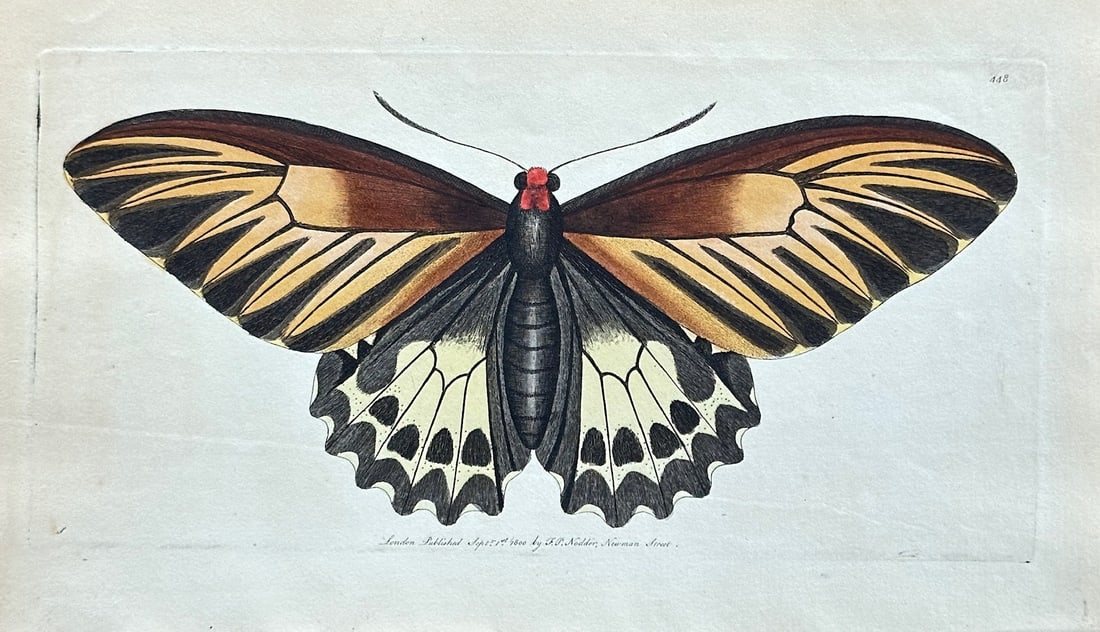 Frederick Polydore Nodder – A Birdwing Butterfly – Hand-coloured Engraving (1 of 3)