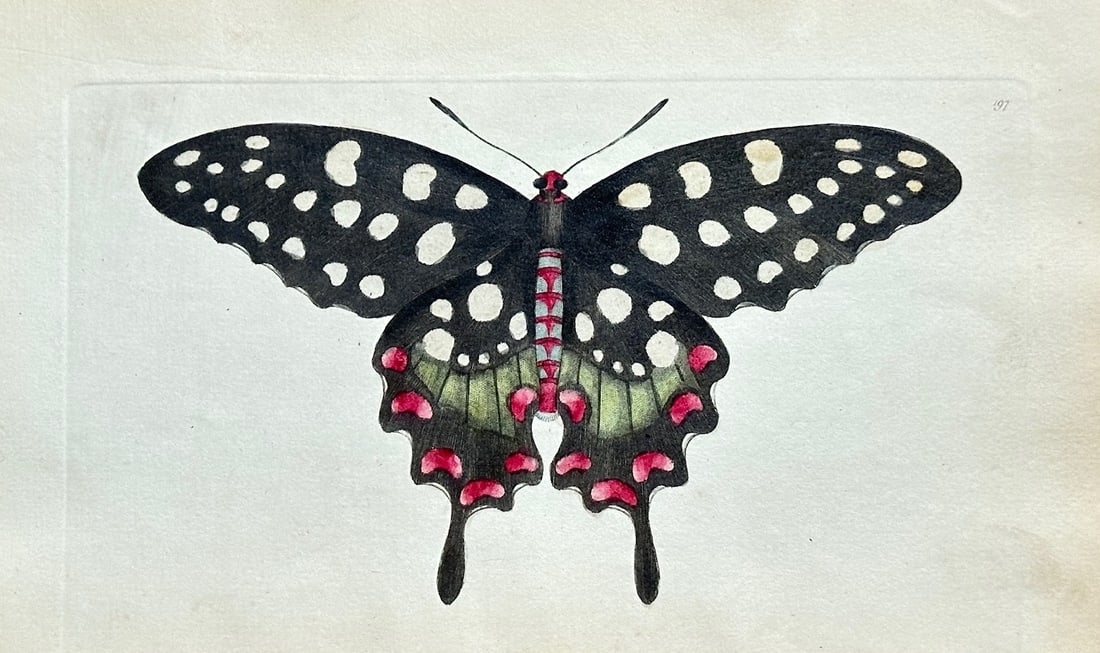 Frederick Polydore Nodder – Black Butterfly with White and Red Spots - Hand-coloured Engraving (1 of 3)