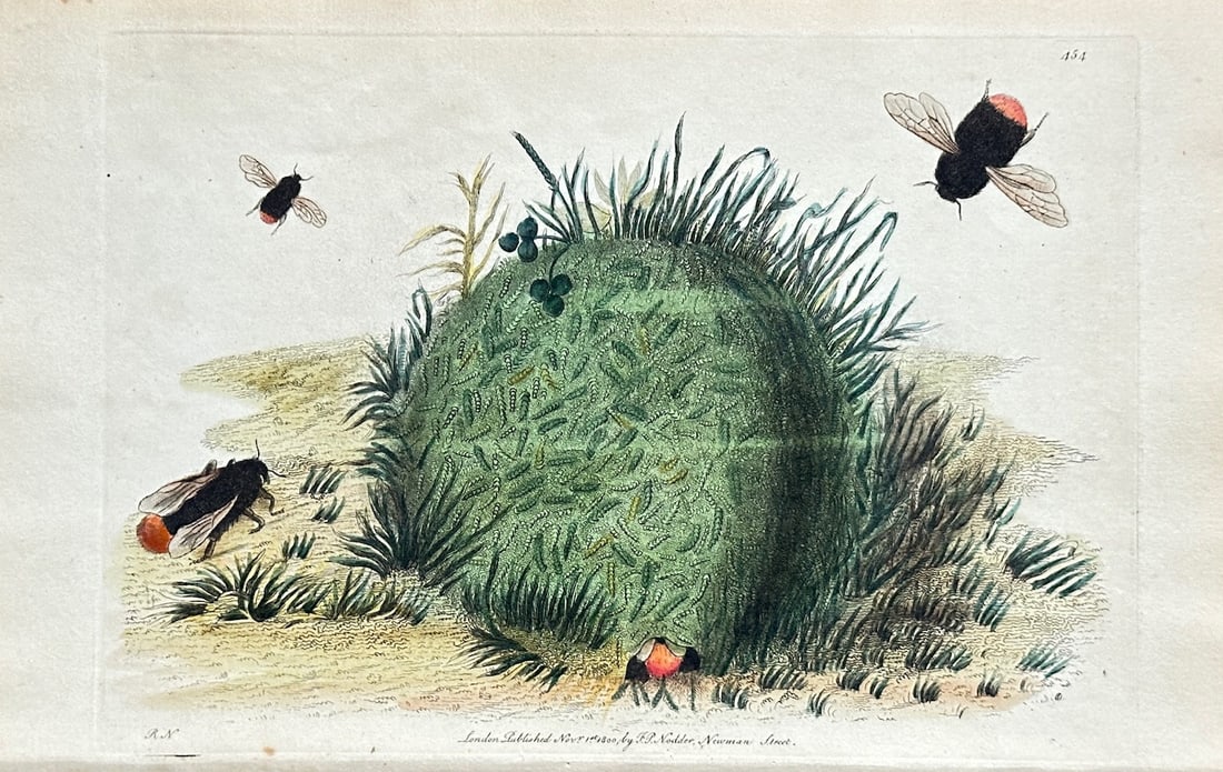 Frederick Polydore Nodder – Bumblebees and a Nest – Hand-coloured Engraving (1 of 3)