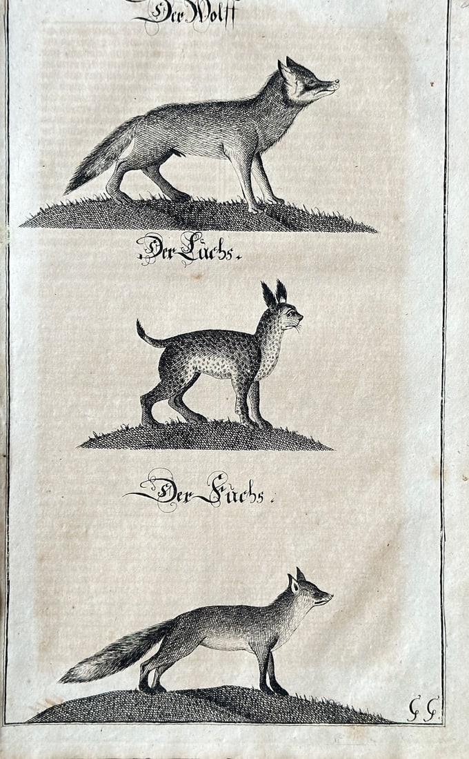 Georg Christoph Kilian – Illustrations of a Wolf, Lynx, and Fox – Engraving (1 of 3)