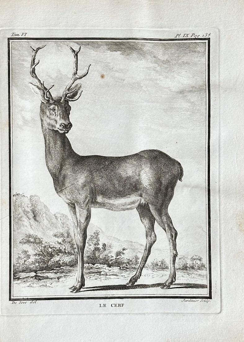 Georges Louis Leclerc, Comte de Buffon – The Stag – Engraving (1758): This detailed engraving from Buffon’s monumental work Histoire naturelle depicts a male red deer, or stag, standing in a rocky landscape. The illustration captures the majestic posture and distinct 