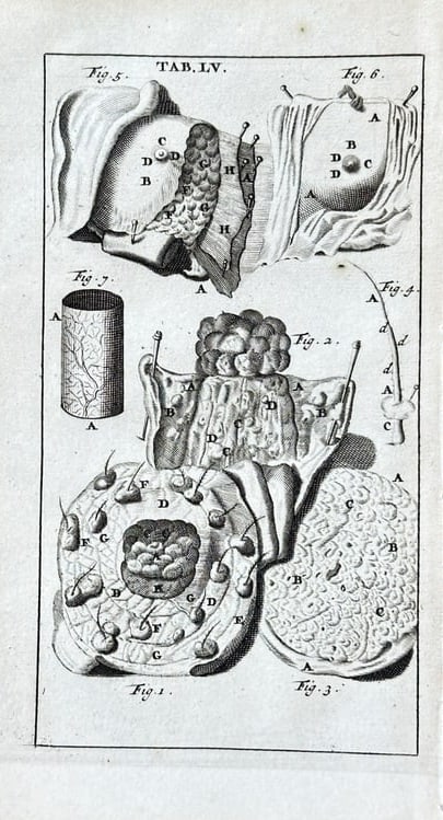 Steven Blankaart (1650–1702) – Anatomical Study, Plate LV – Engraving: This engraving, labeled "TAB.LV," presents a detailed anatomical study focusing on complex biological structures, related to glands or secretory organs. The print features multiple numbered figures, m