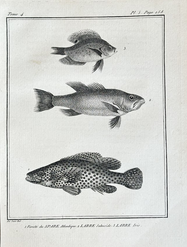 Jacques de Sève (fl. 1742–1788) – Seabream, Salmoid Wrasse, and Iris Wrasse - Copperplate: This detailed copperplate engraving, titled "Seabream, Salmoid Wrasse, and Iris Wrasse," is a scientific study of three distinct fish species created by Jacques de Sève for Bernard Germain Étienne d