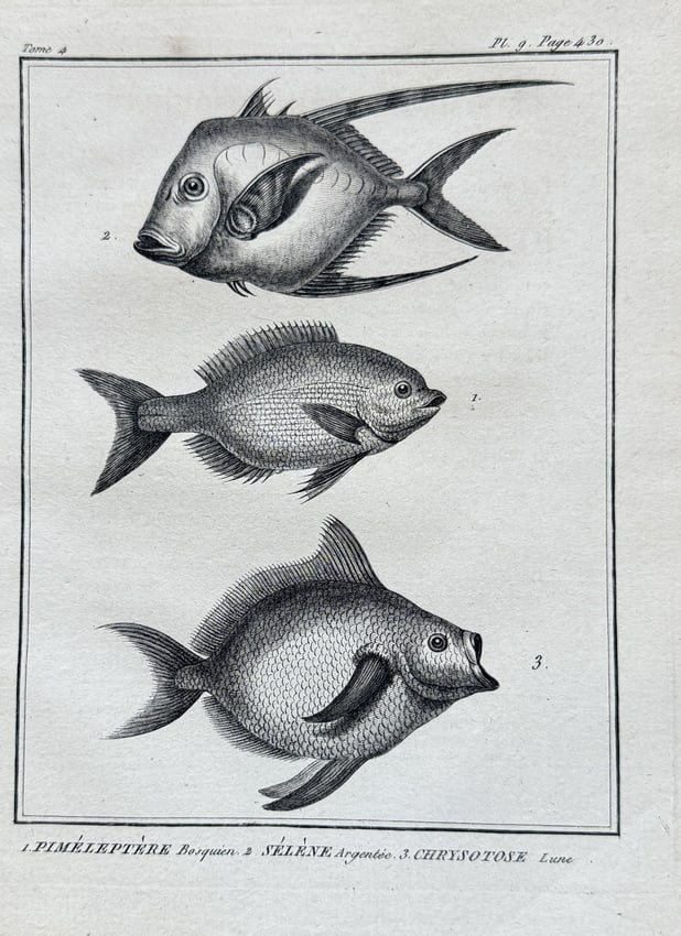 Georges-Louis Leclerc, Comte de Buffon – Plumerptere, Silvery Selene & Moon - Engraving (1 of 2)