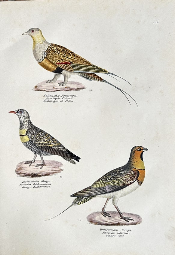 Leopold Joseph Fitzinger – Three Species of Sandgrouse – Chromolithograph: A detailed chromolithograph illustrating three distinct species of sandgrouse, each figure precisely rendered with scientific detail and hand-colouring. The print, numbered 106, originates from a natu