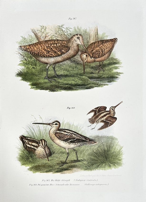Leopold Joseph Fitzinger – Broad-billed and Slender-billed Sandpipers - Chromolithograph: A detailed chromolithograph illustrating two distinct species of sandpipers, the Broad-billed and Slender-billed, rendered with scientific precision and vibrant color. The print originates from a natu