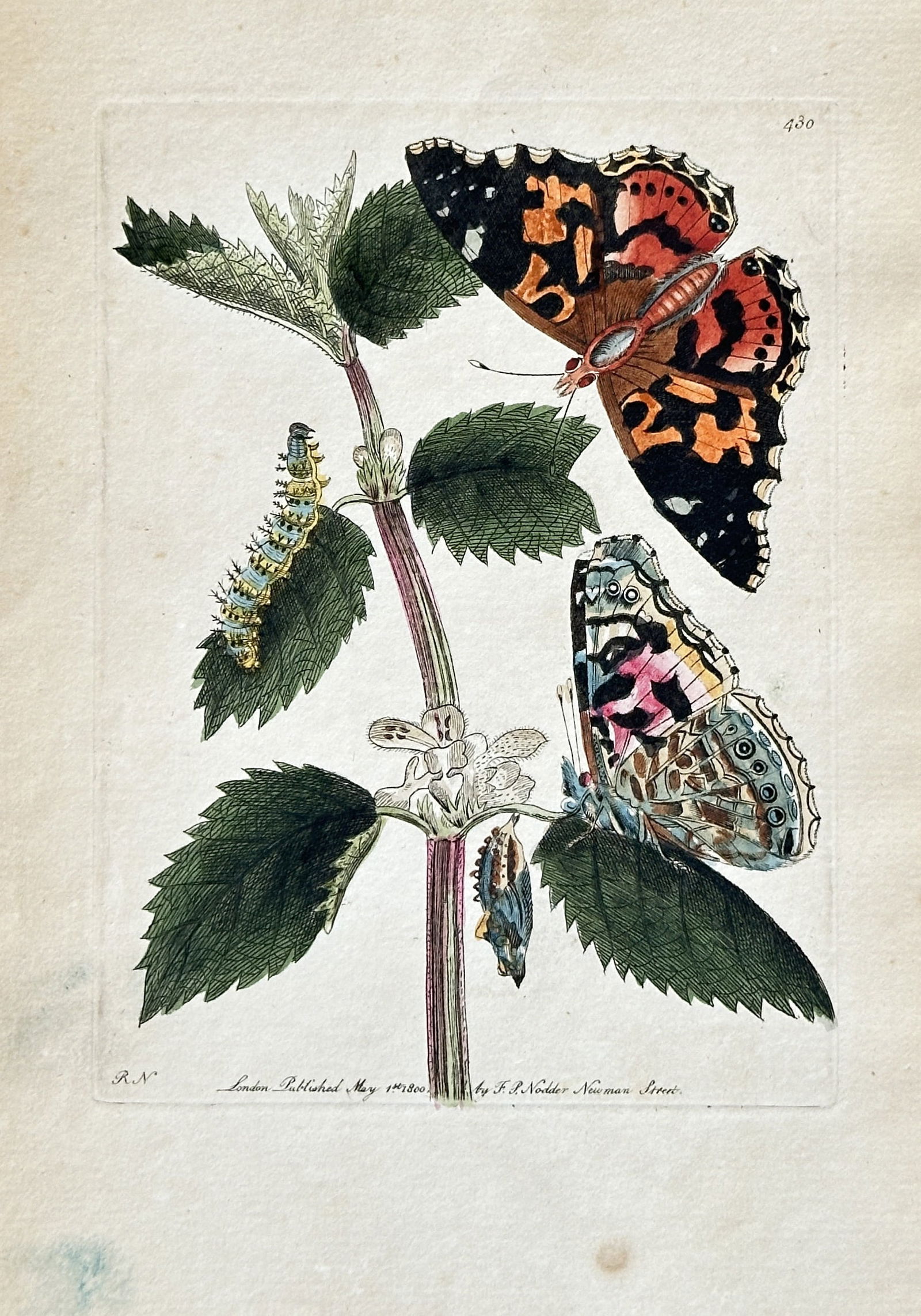 Frederick Polydore Nodder (c. 1759–1801) – Two Comma Butterflies and a Caterpillar (1 of 3)