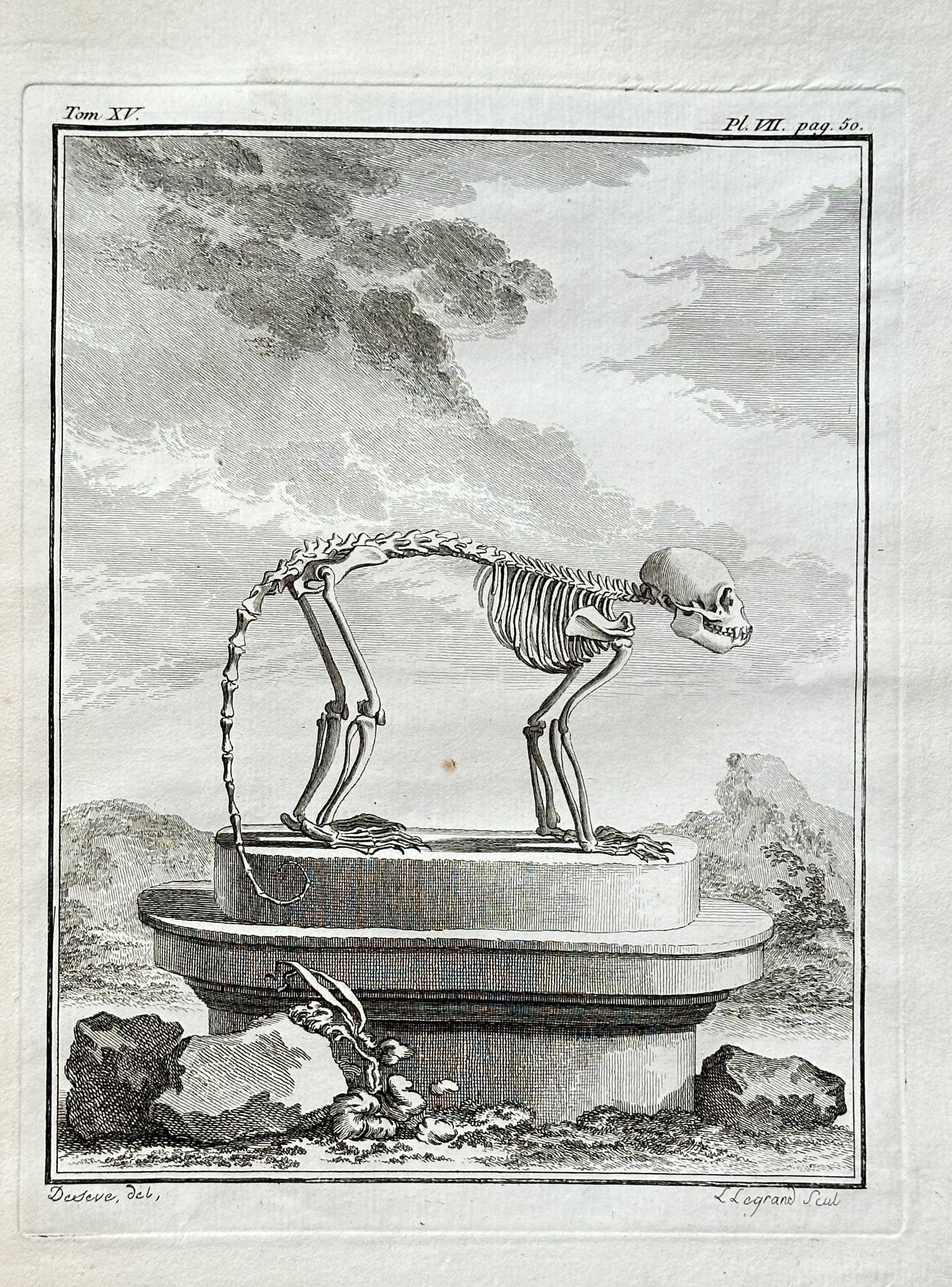 Georges-Louis Leclerc, Comte de Buffon (1707–1788) – Skeleton of a Monkey – Engraving (1 of 3)