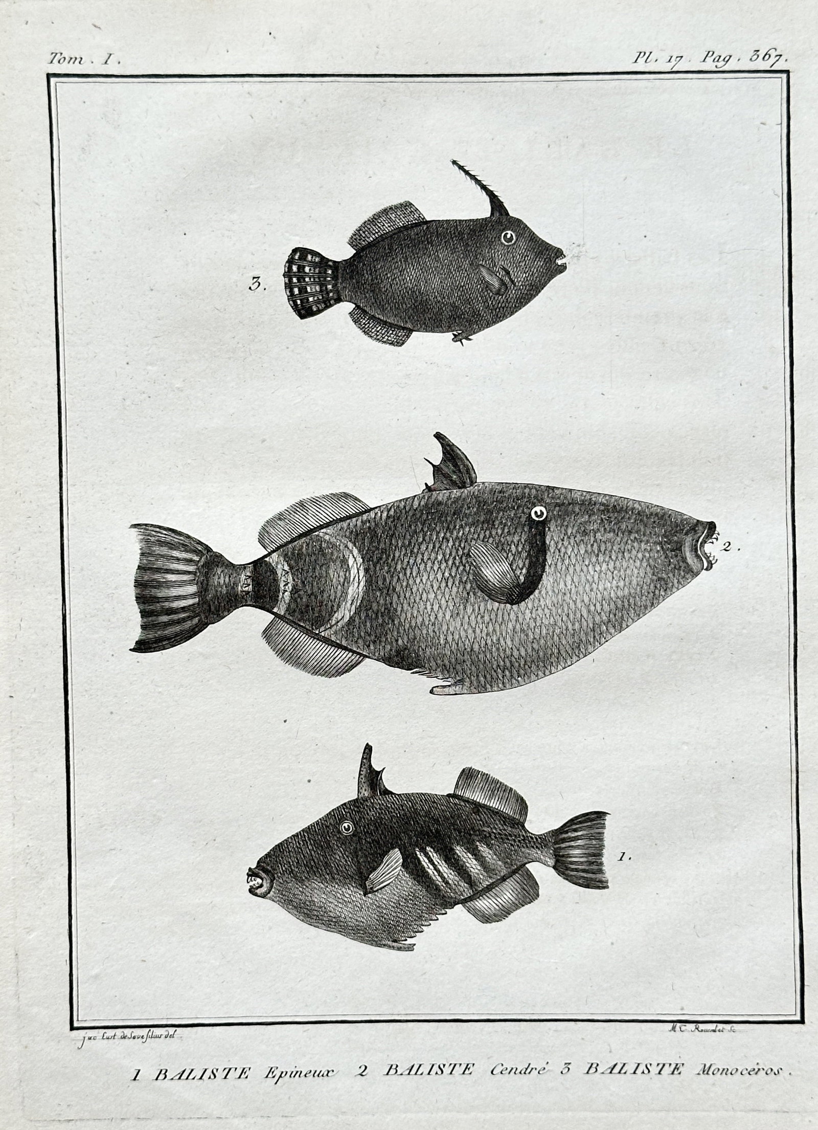 Georges-Louis Leclerc, Comte de Buffon (1707–1788) – Three Triggerfish – Engraving (1 of 3)