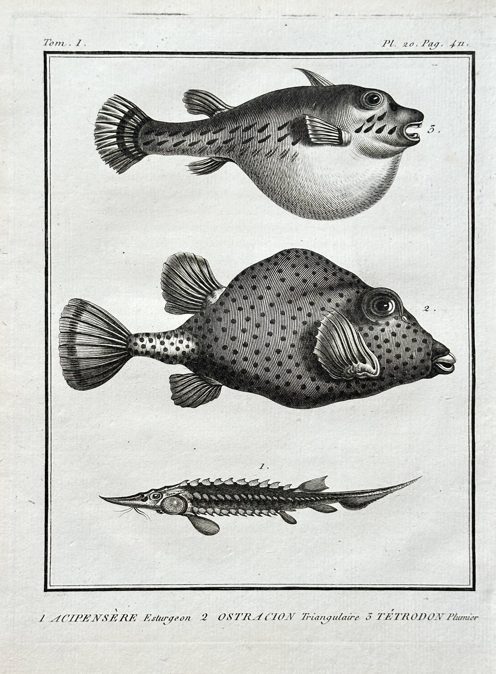 Georges-Louis Leclerc, Comte de Buffon (1707–1788) – Three Fish: Sturgeon, Trunkfish, and (1 of 3)