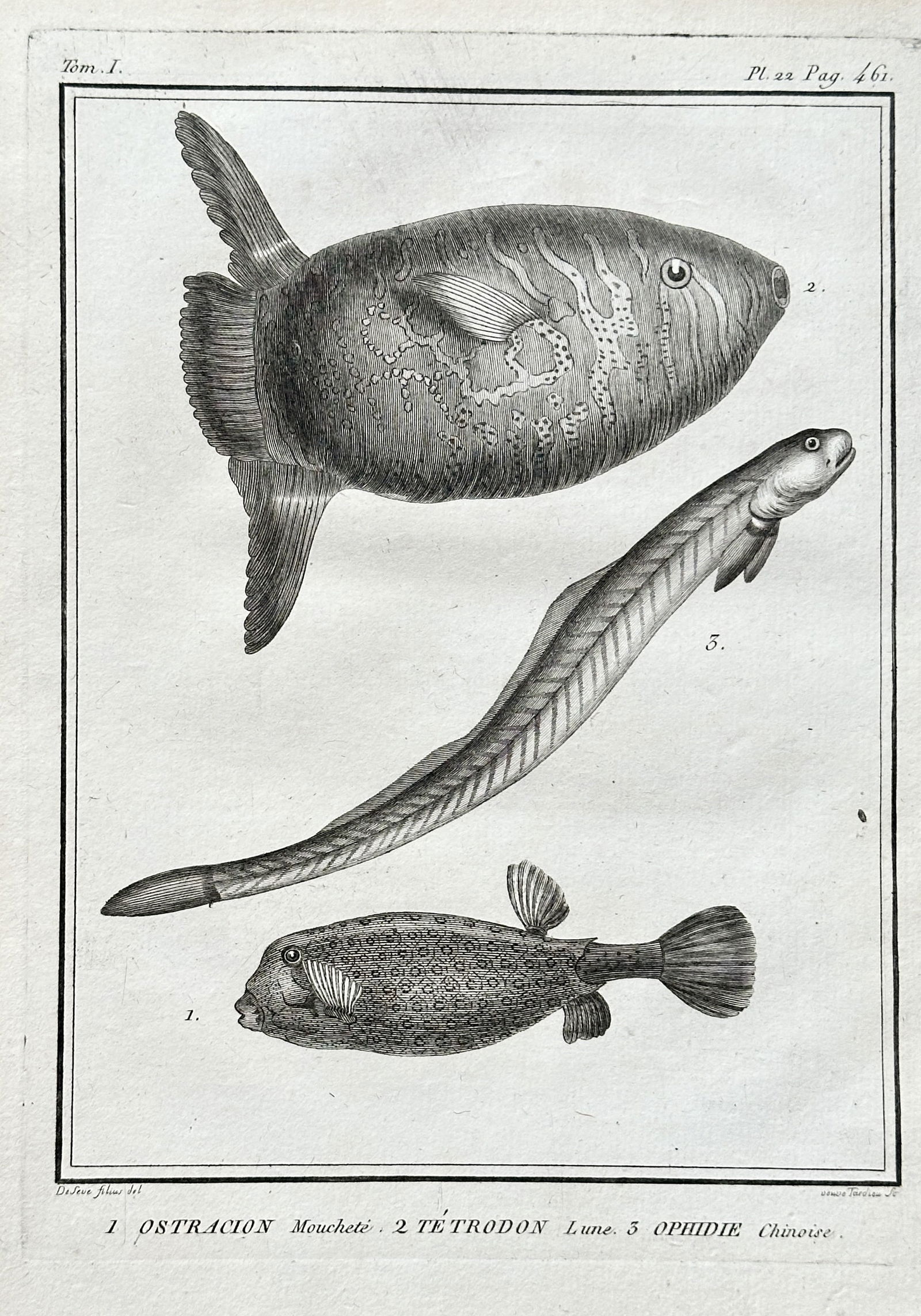Georges-Louis Leclerc, Comte de Buffon (1707–1788) – Three Fish: Trunkfish, Pufferfish, and Eel (1 of 3)
