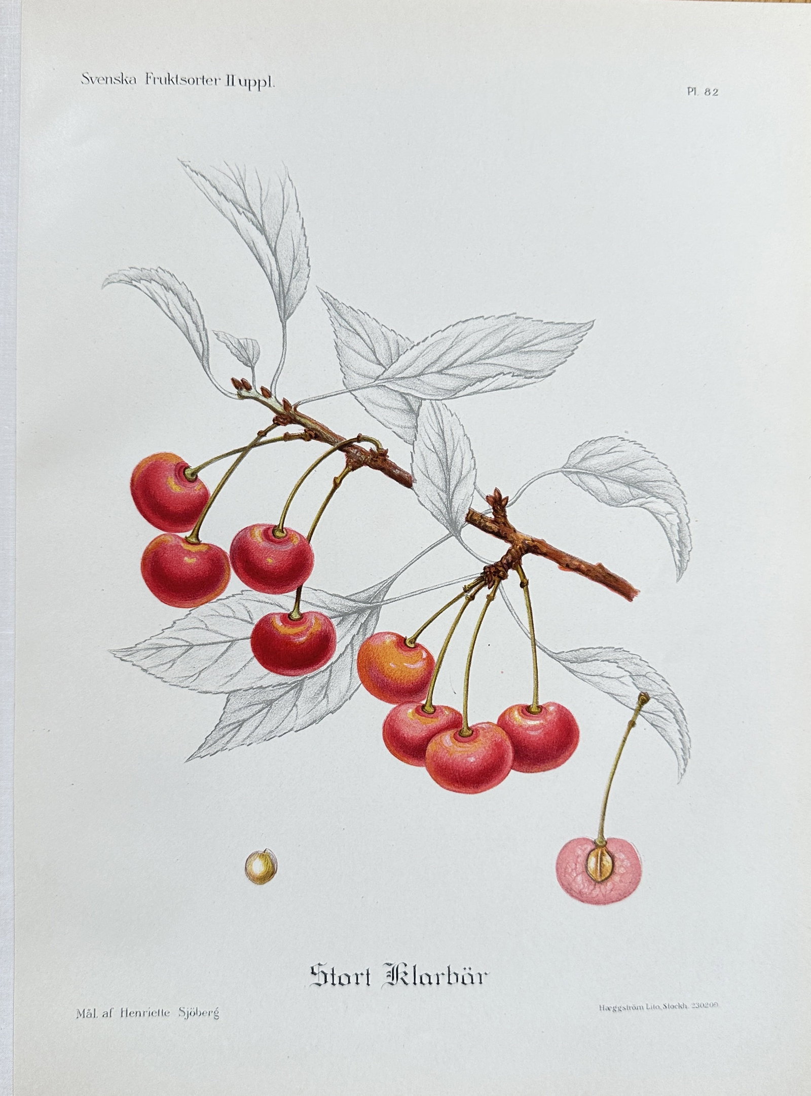 Henriette Sjöberg (1842–1915) – "Stort Klarbär" (Large Clear Cherry) – Chromolithograph (1 of 3)