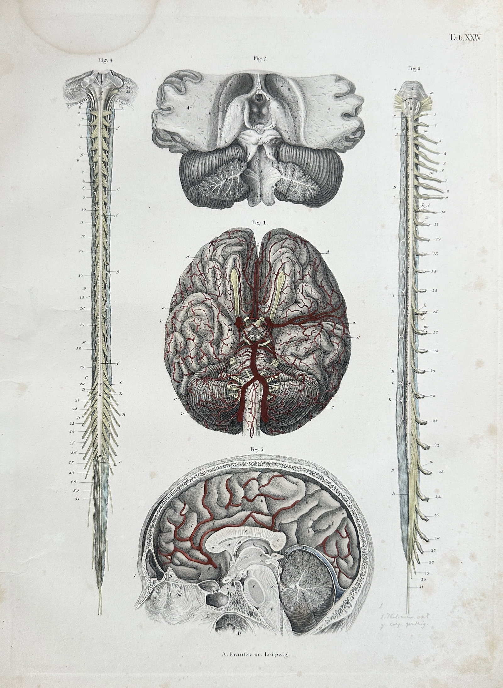 August Krausse – Human Anatomy: Brain and Spinal Cord – Hand-coloured lithograph (1841) (1 of 3)